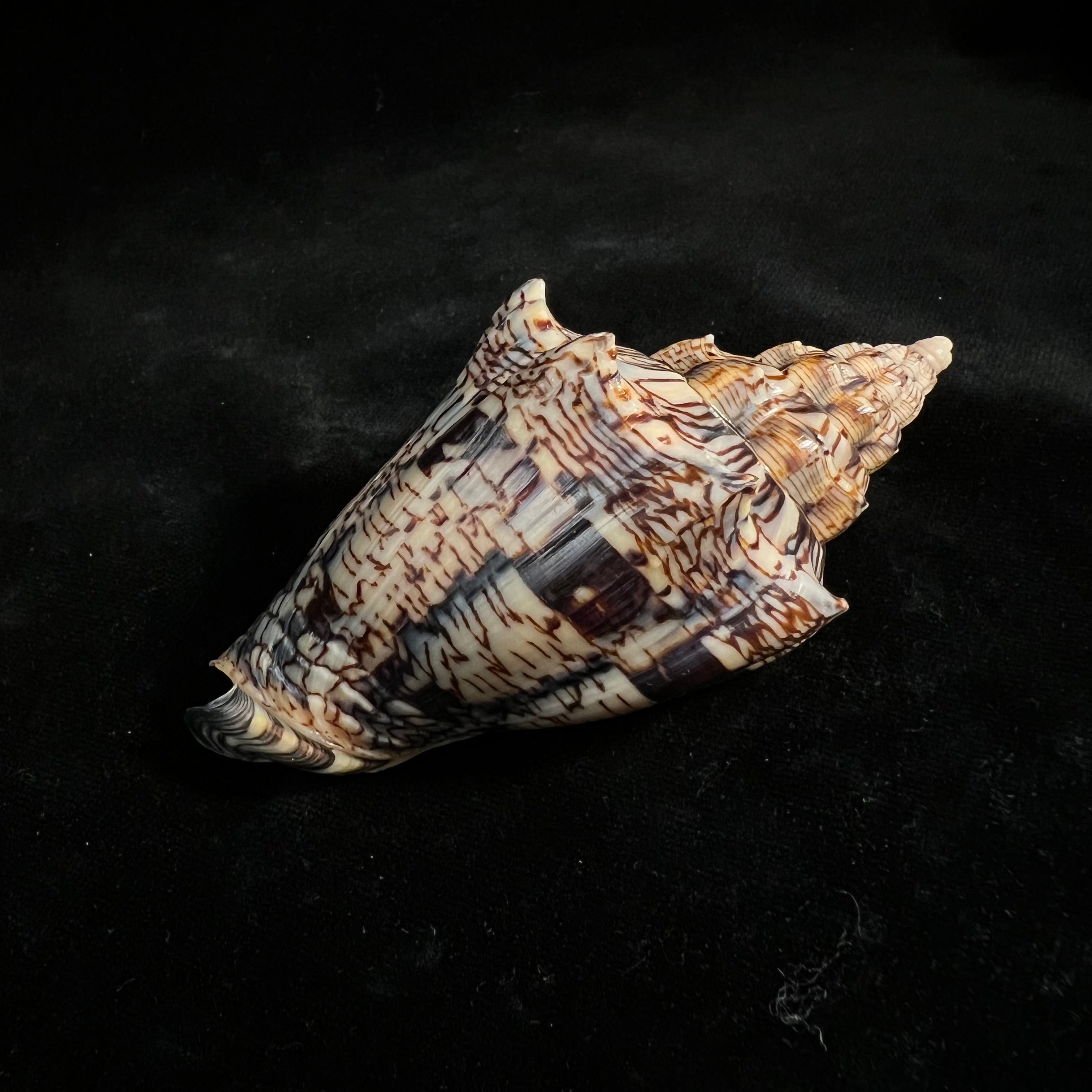 Voluta ebraea Linnaeus, 1758 - 99,5mm