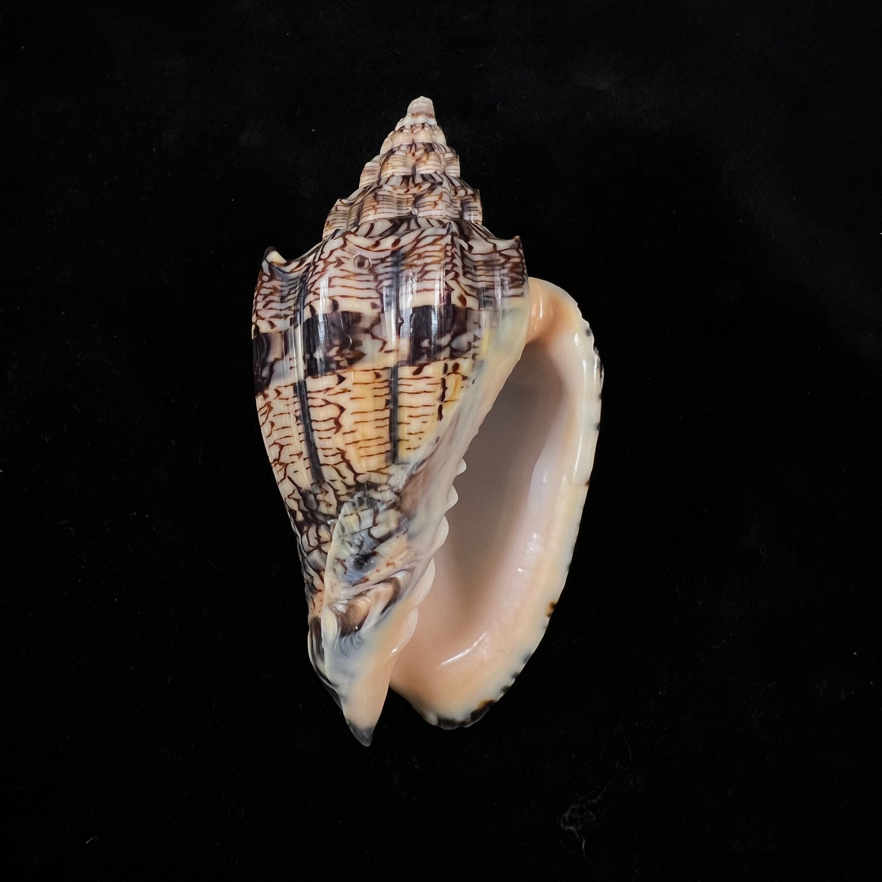 Voluta ebraea Linnaeus, 1758 - 99,5mm
