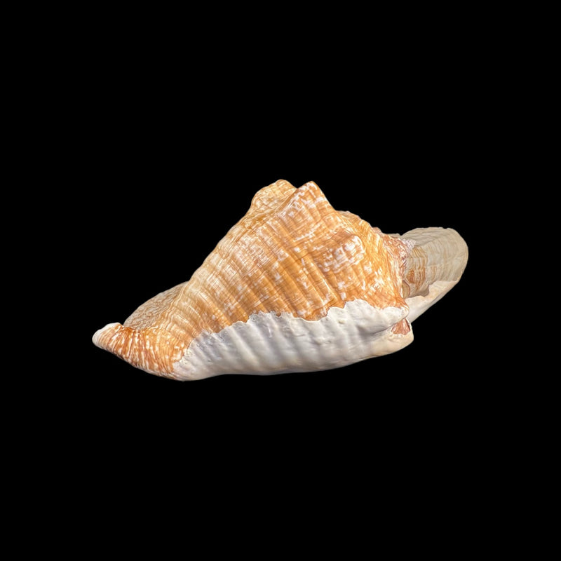 Titanostrombus goliath (Schröter, 1805) - 328,7mm