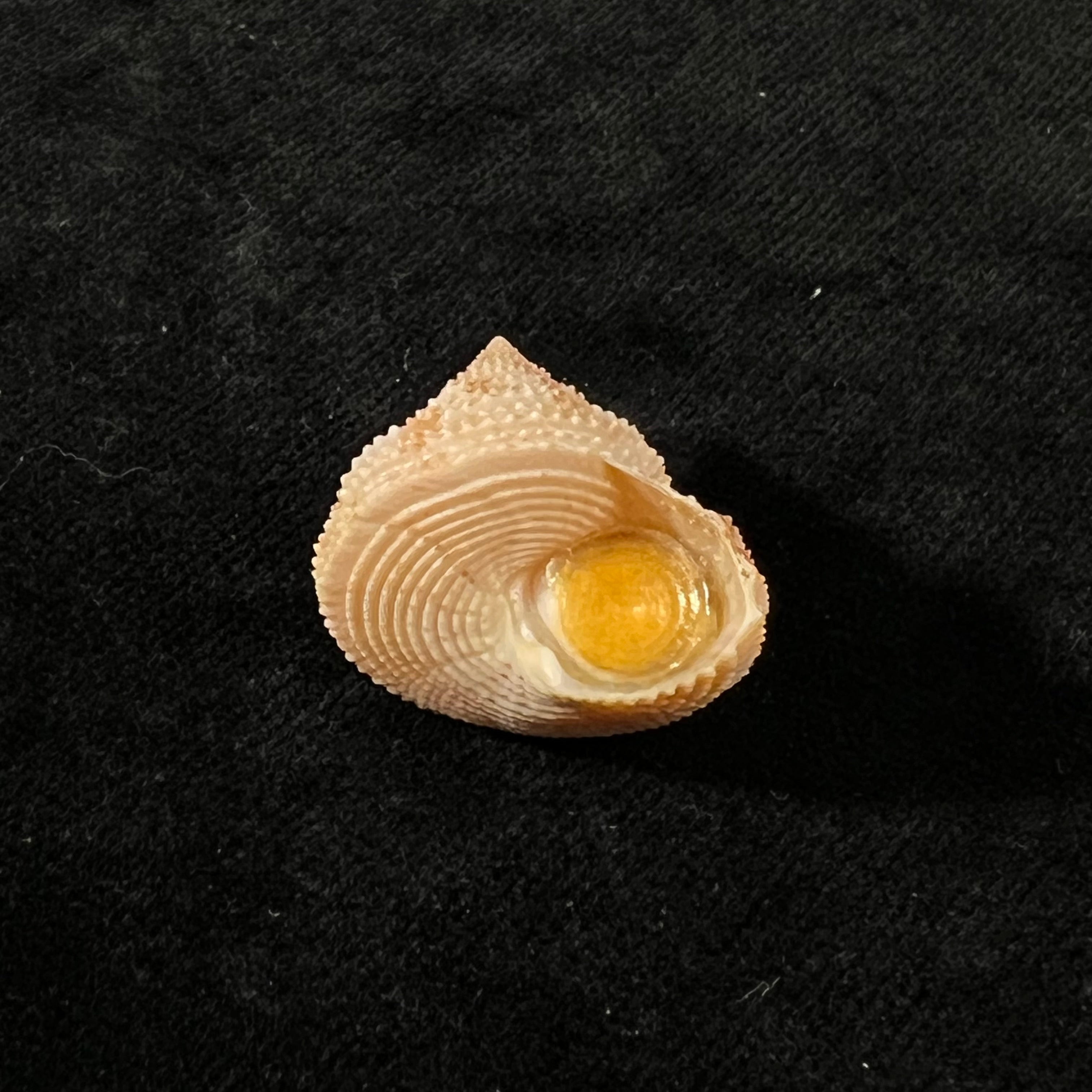 Neocalliostoma militare (Ihering, 1907) - 24mm