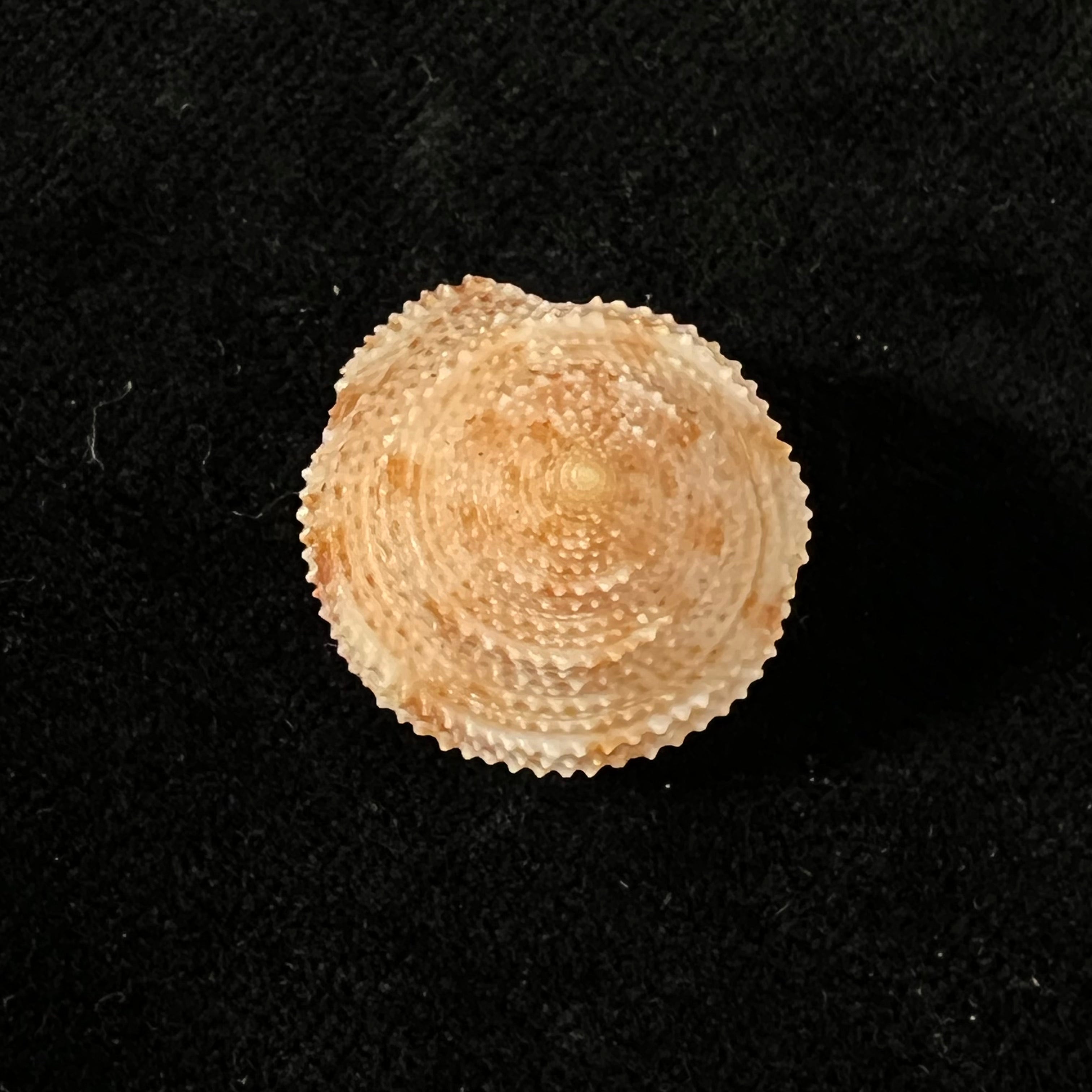 Neocalliostoma militare (Ihering, 1907) - 24mm