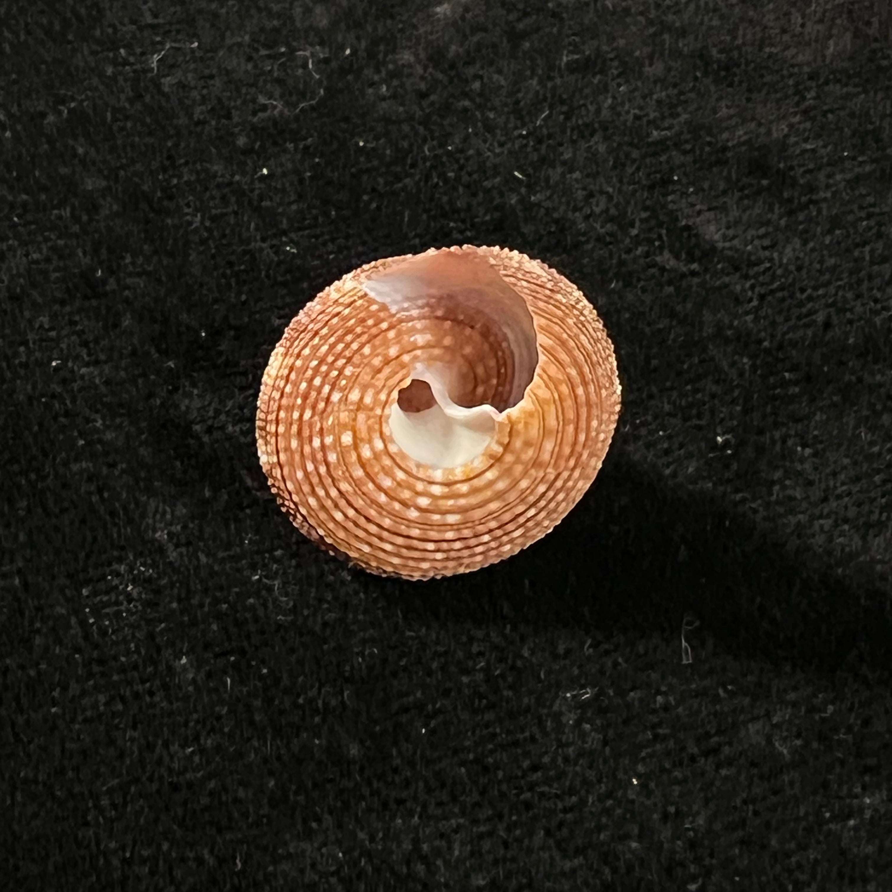 Calliostoma tupinamba Dornellas, 2012 - 21,3mm