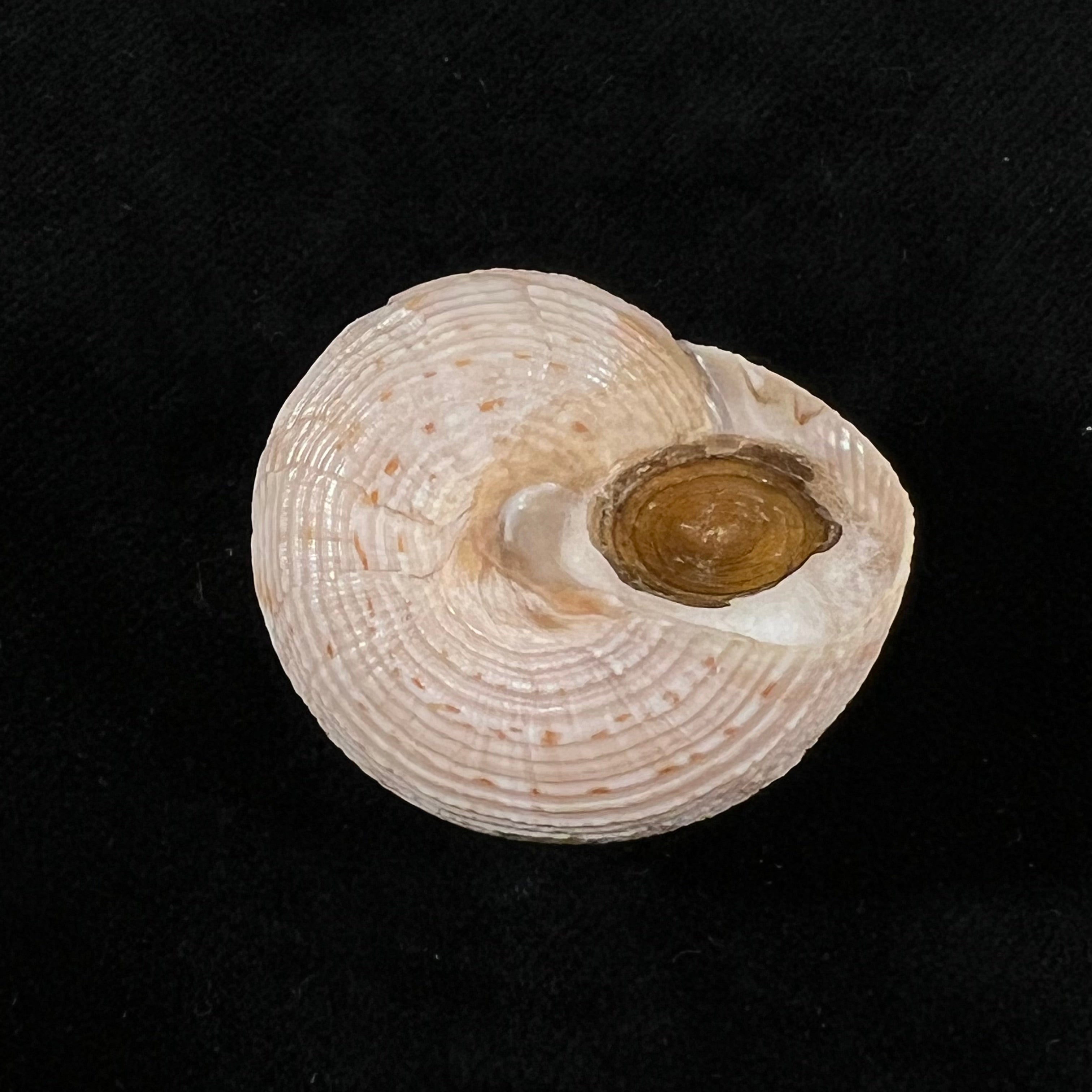 Calliostoma granulatum (Born, 1778) - 32,9mm