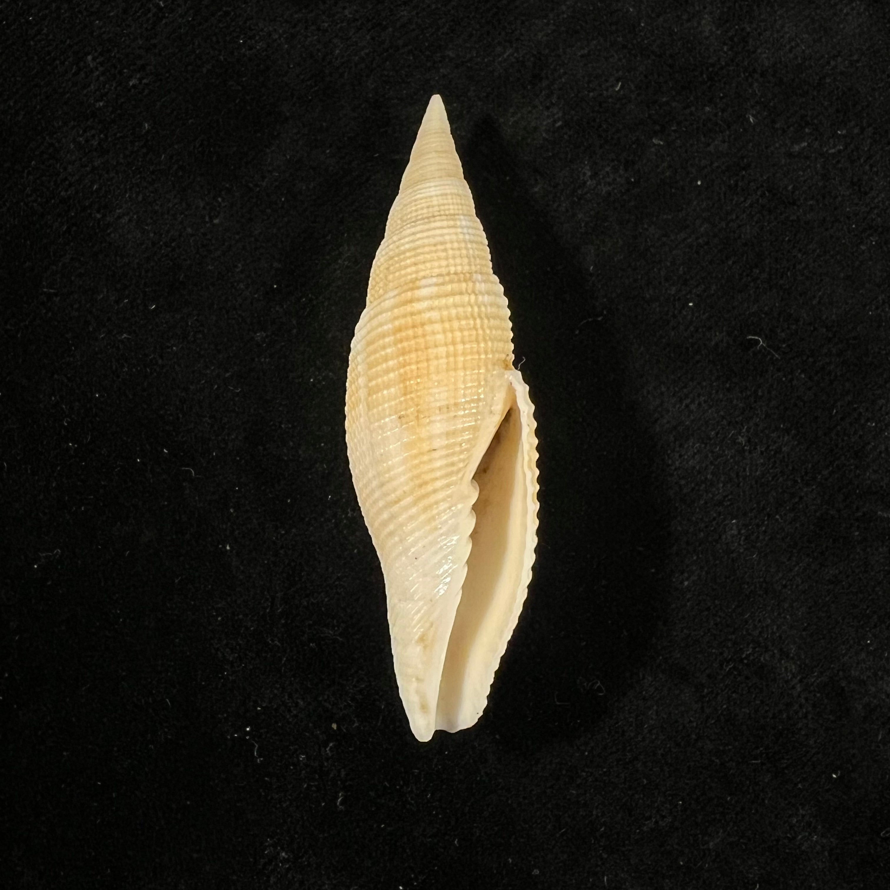 Cancilla isabella (Swainson, 1831) - 59,4mm