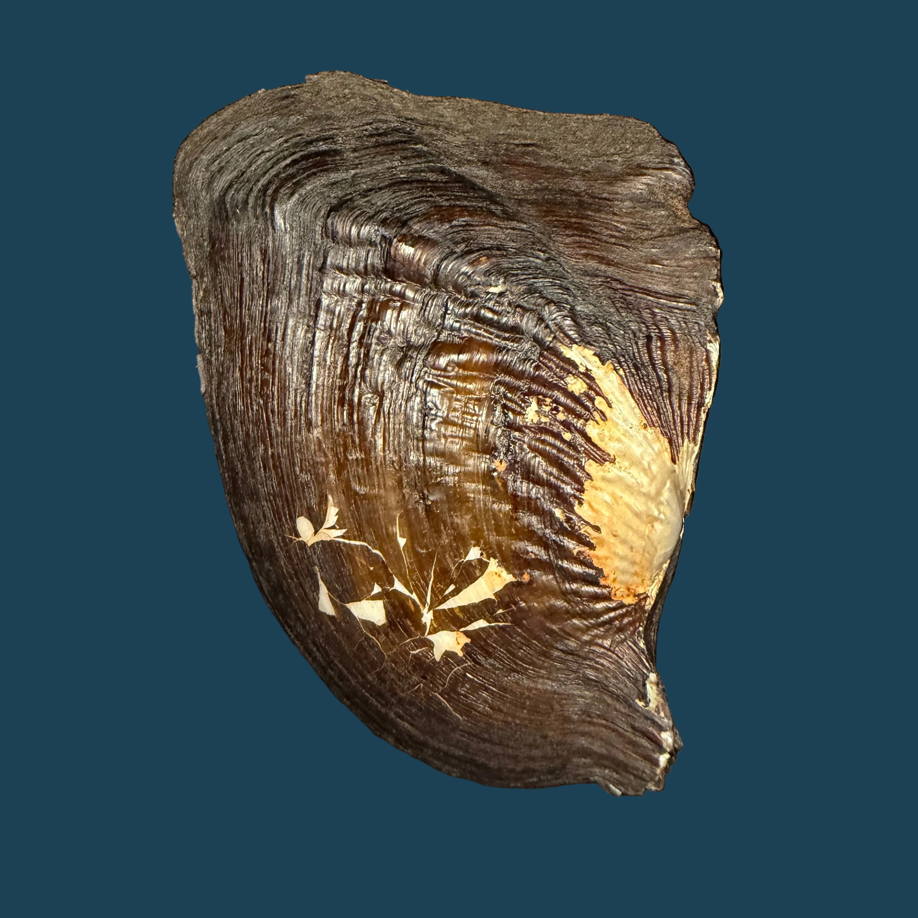Triplodon corrugatus (Lamarck, 1819) - 118,2mm