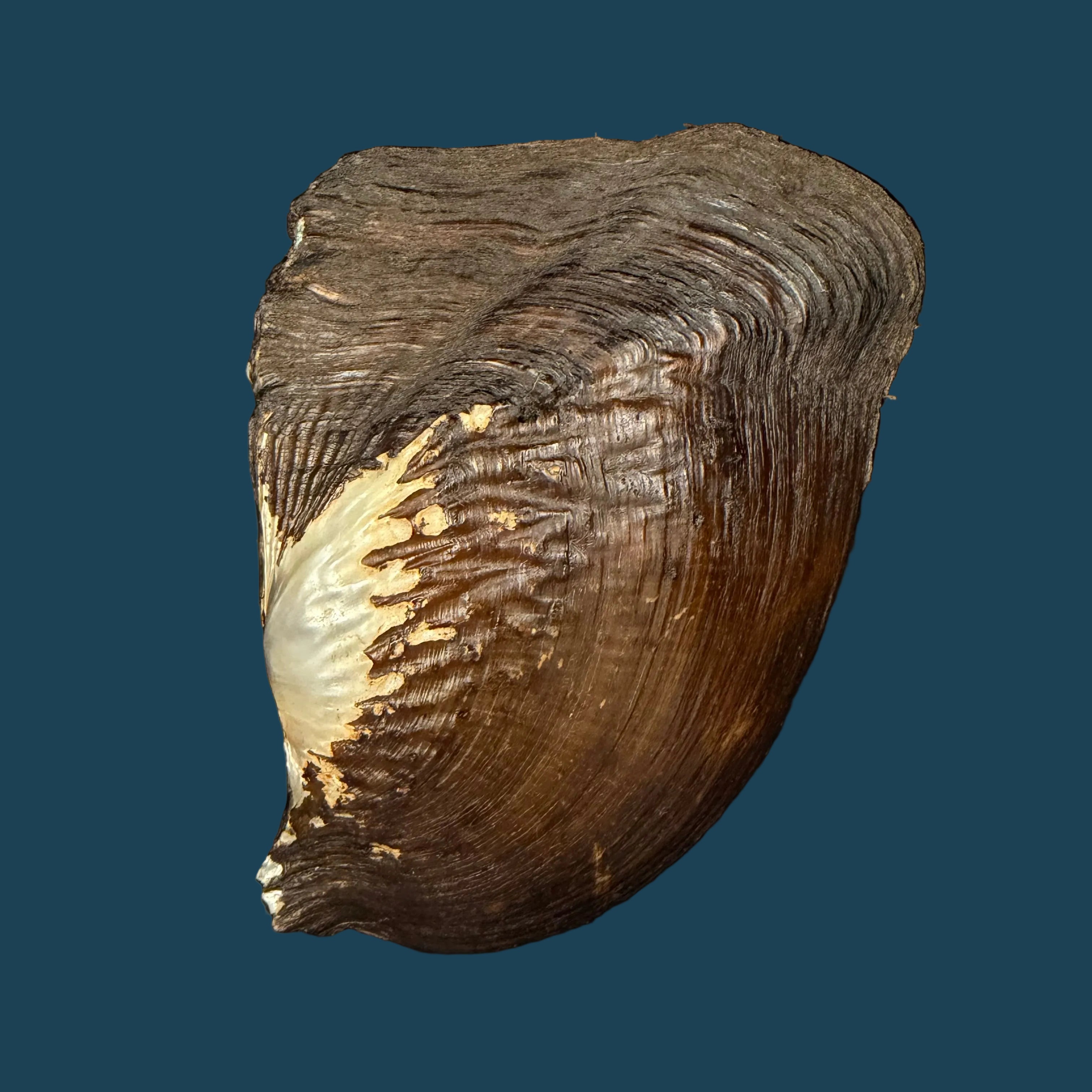 Triplodon corrugatus (Lamarck, 1819) - 118,2mm