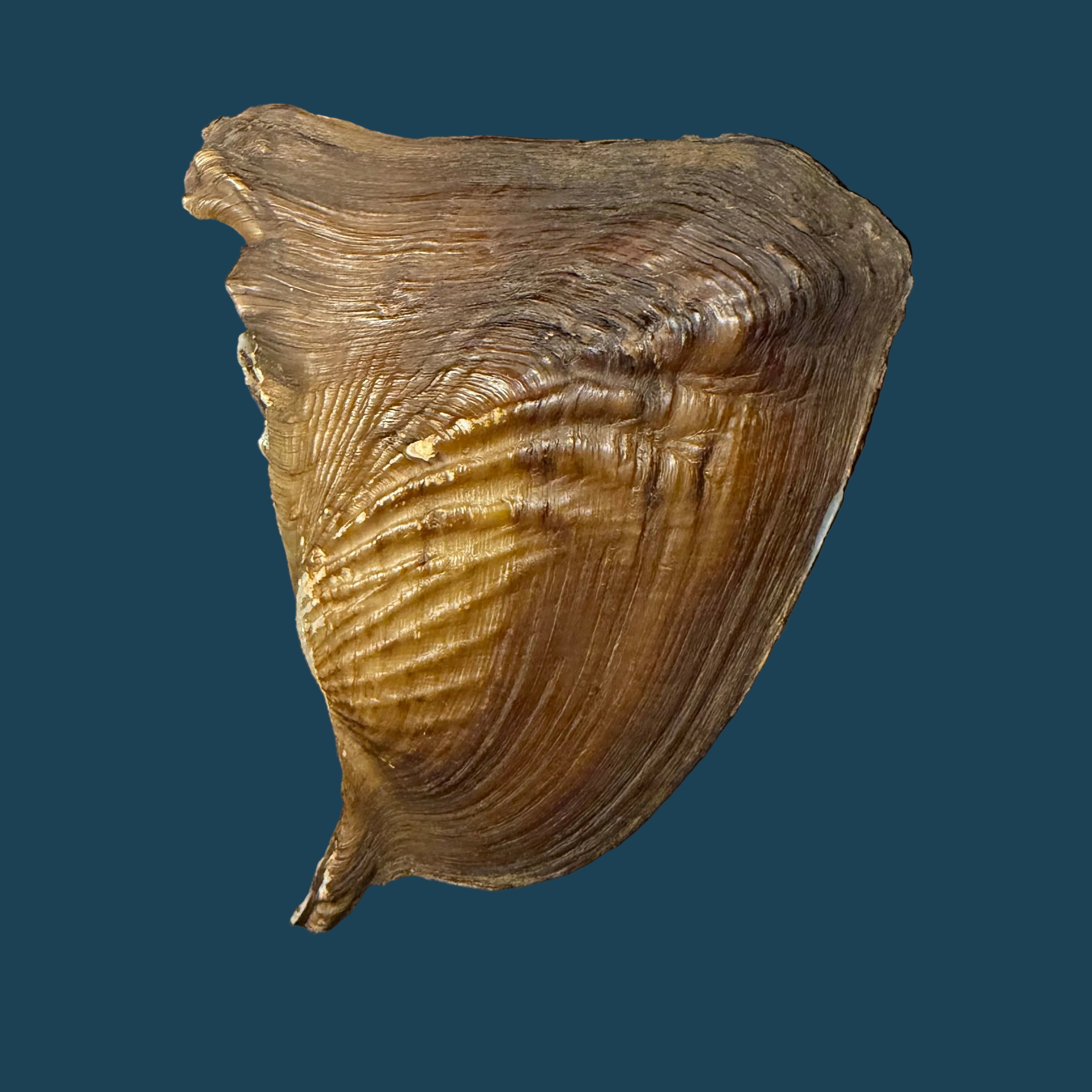 Triplodon corrugatus (Lamarck, 1819) - 97,9mm
