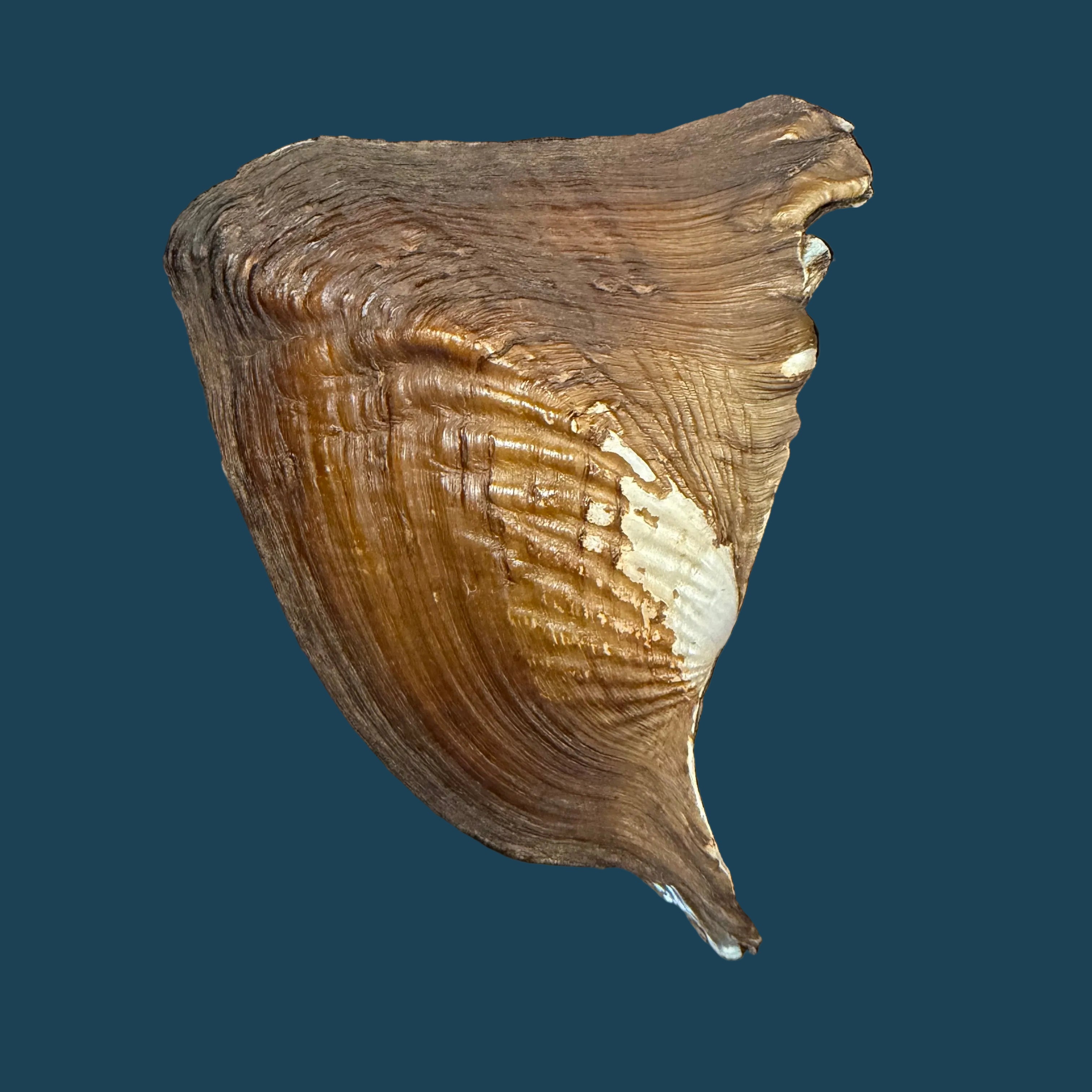 Triplodon corrugatus (Lamarck, 1819) - 97,9mm
