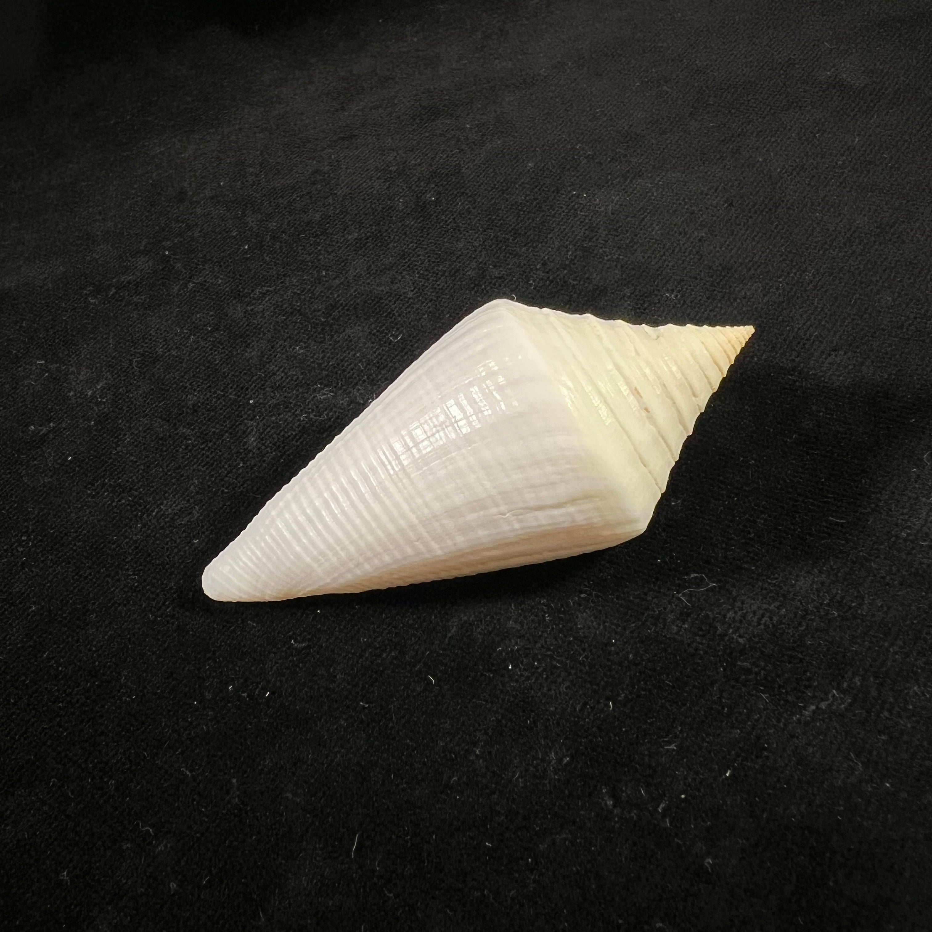 Conus coltrorum (Petuch & R. F. Myers, 2014) - 69,9mm