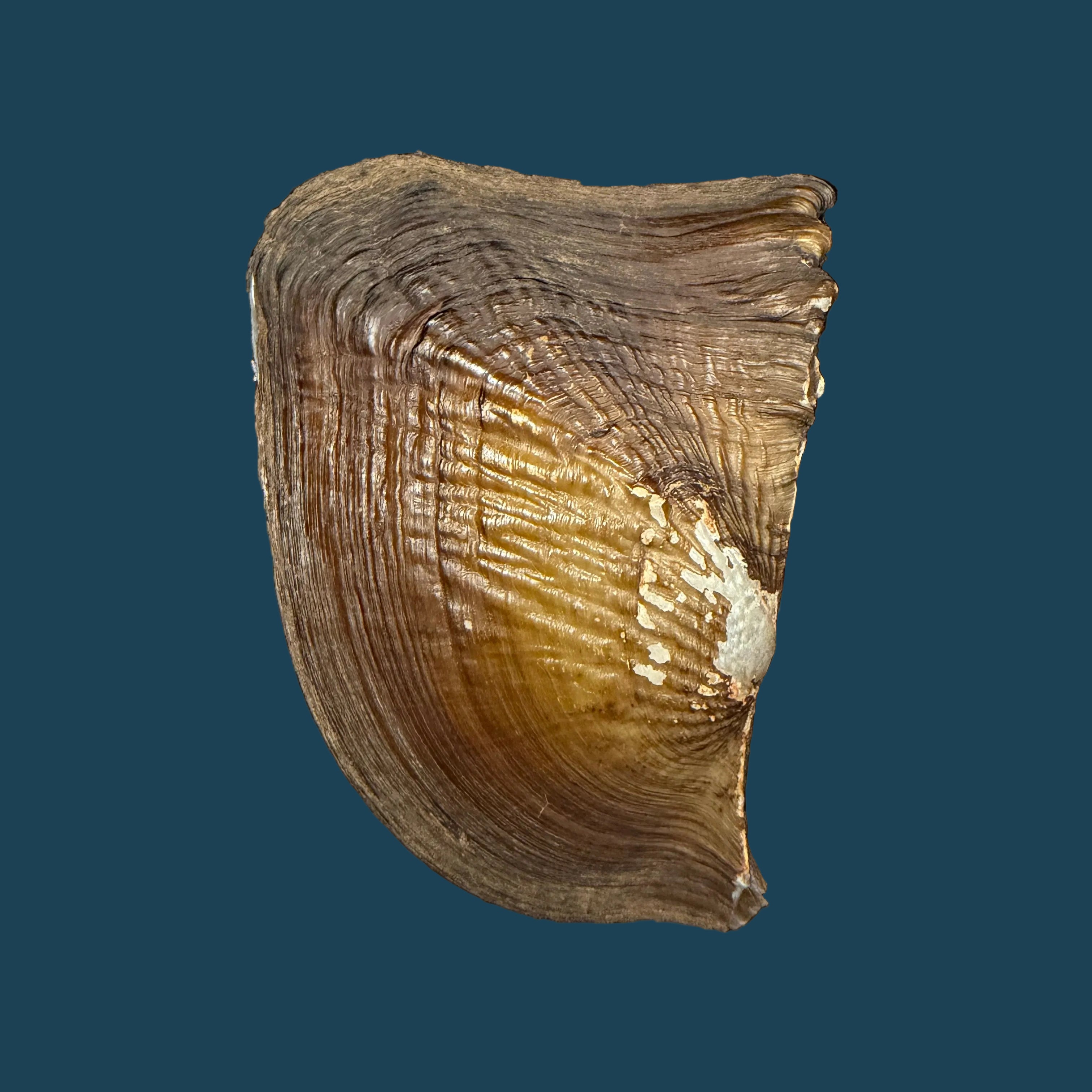 Triplodon corrugatus (Lamarck, 1819) - 92,1mm
