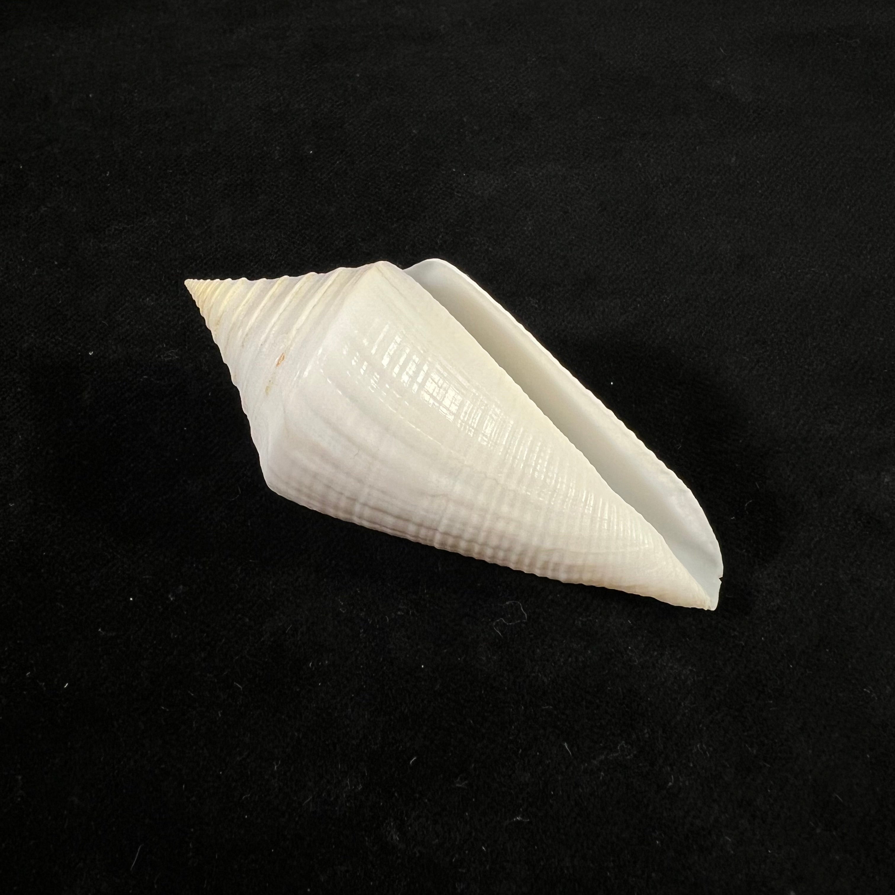 Conus coltrorum (Petuch & R. F. Myers, 2014) - 69,9mm