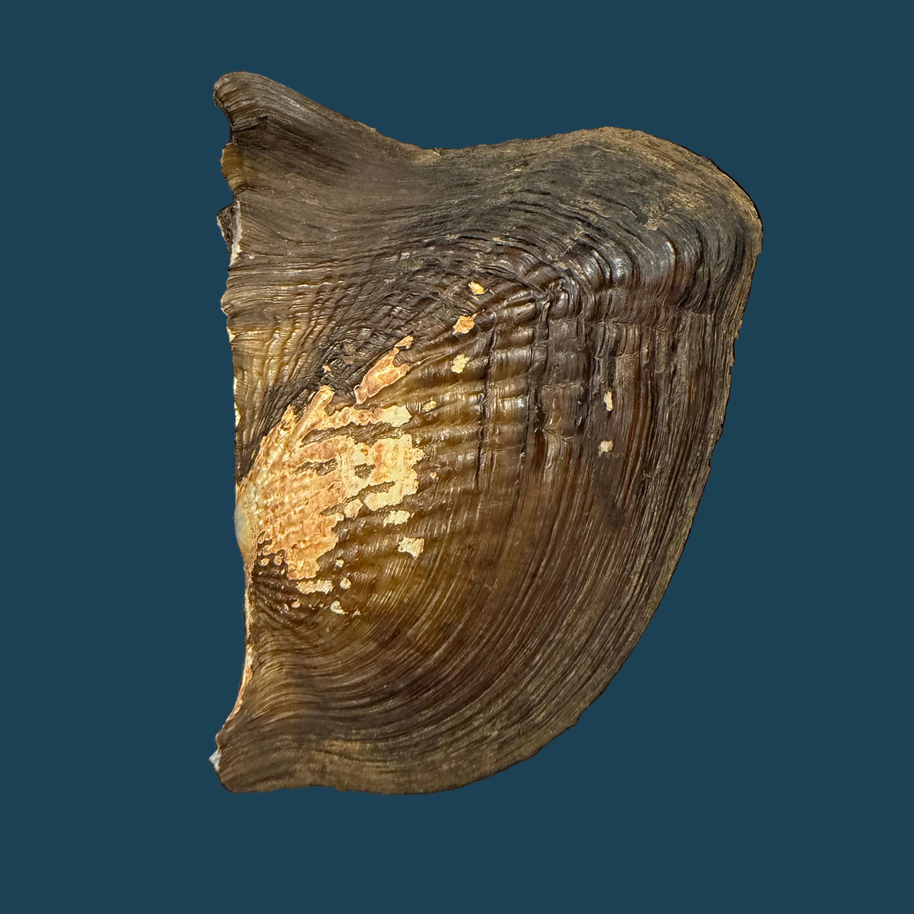 Triplodon corrugatus (Lamarck, 1819) - 92,1mm