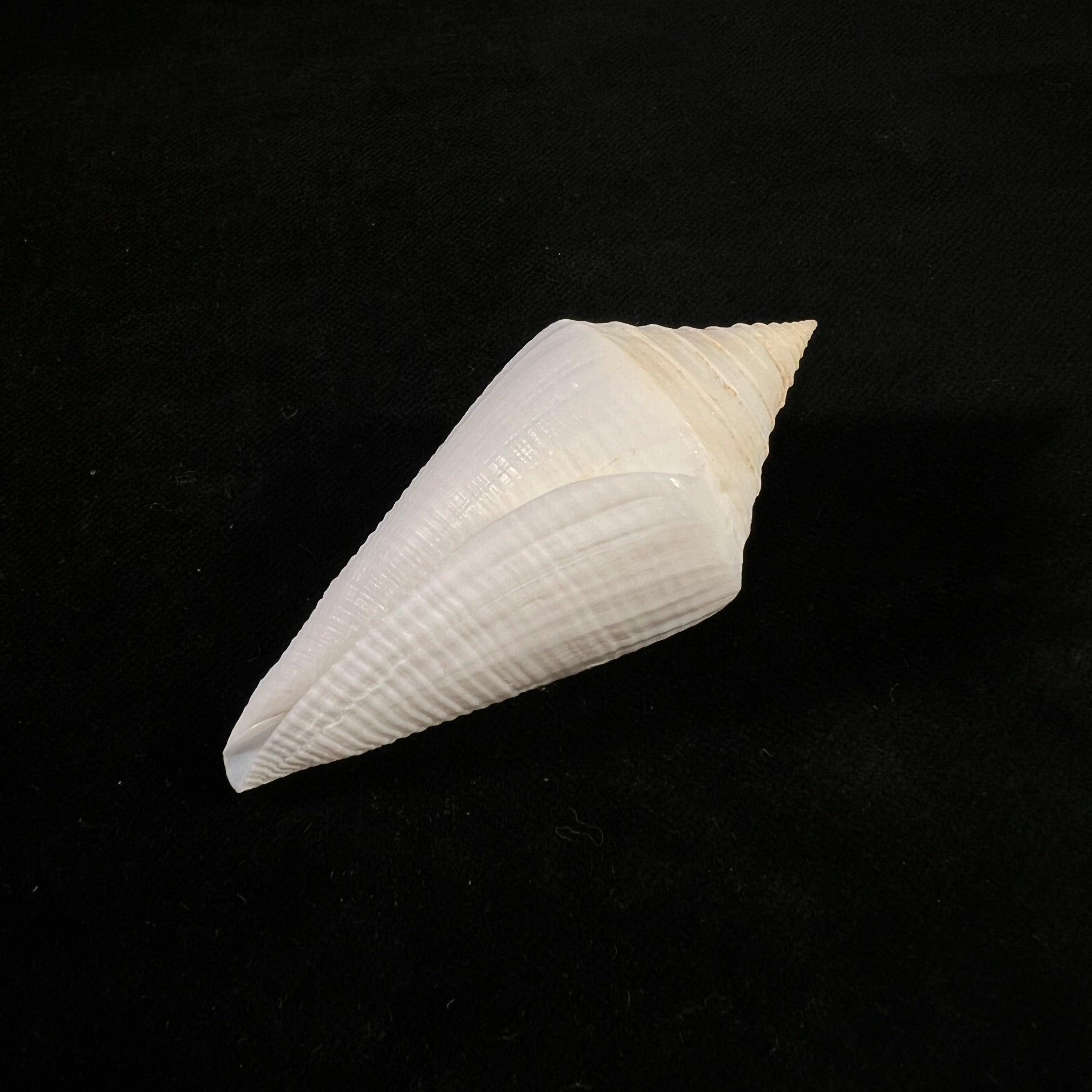 Conus coltrorum (Petuch & R. F. Myers, 2014) - 69,9mm