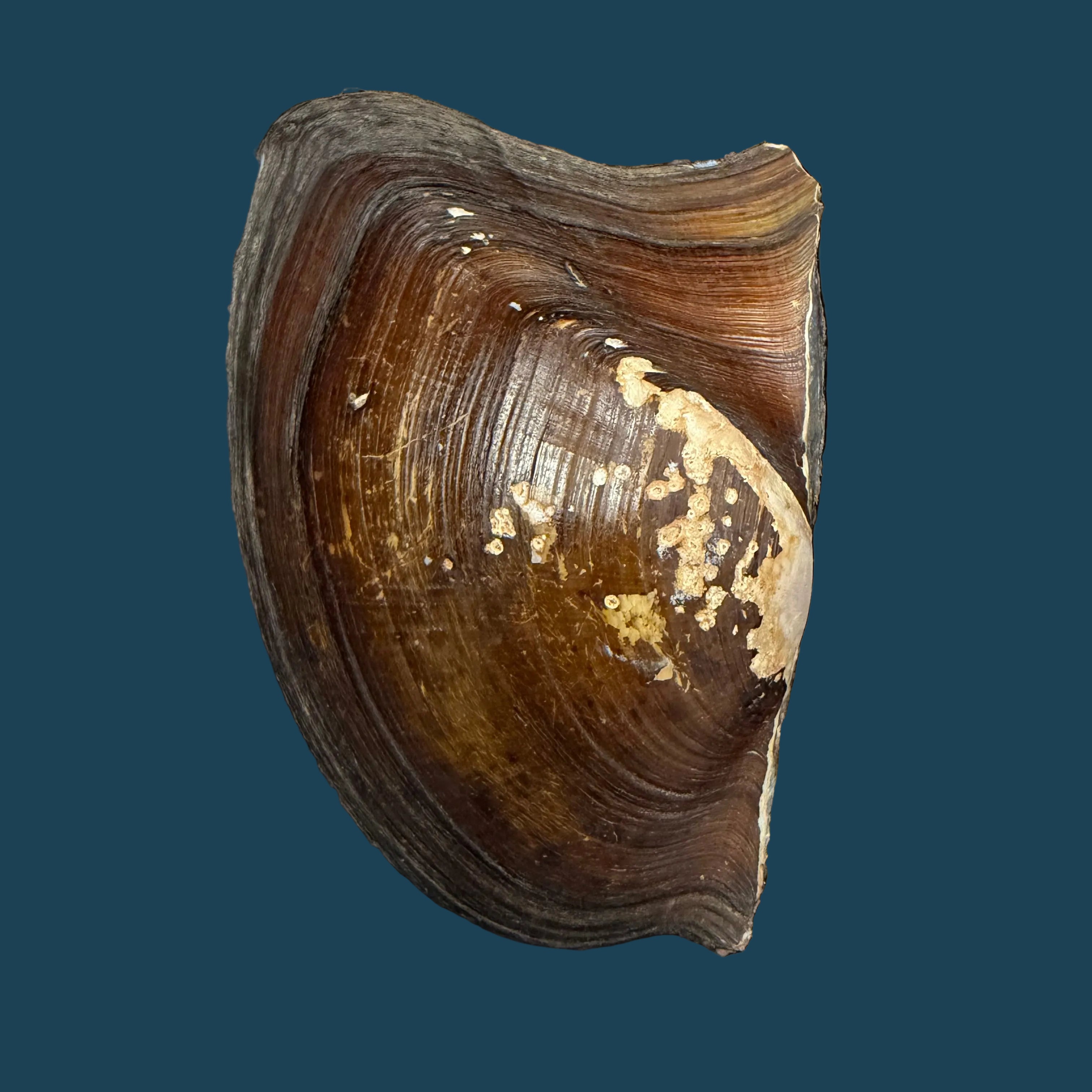 Prisodon obliquus Schumacher, 1817 - 92,6mm