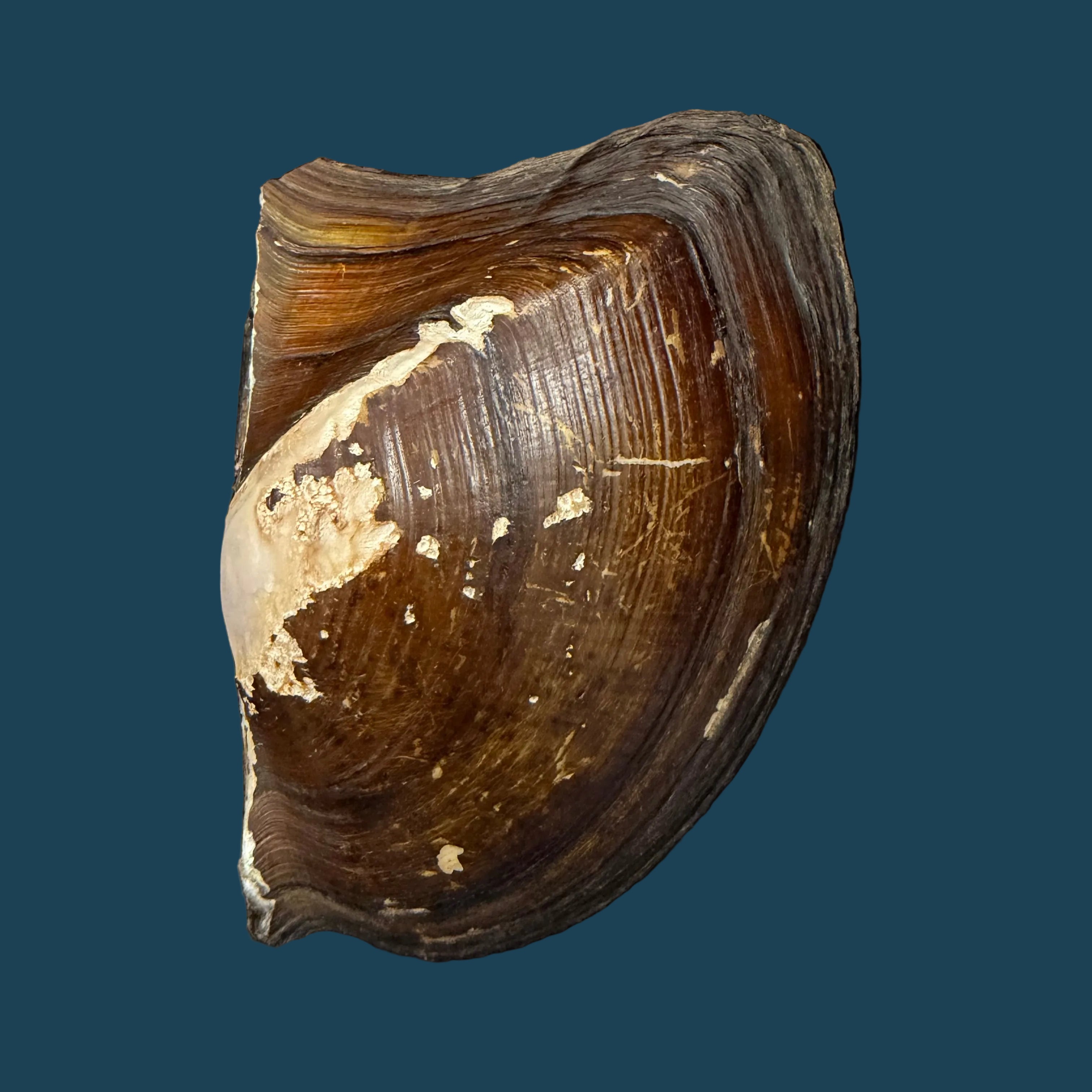 Prisodon obliquus Schumacher, 1817 - 92,6mm