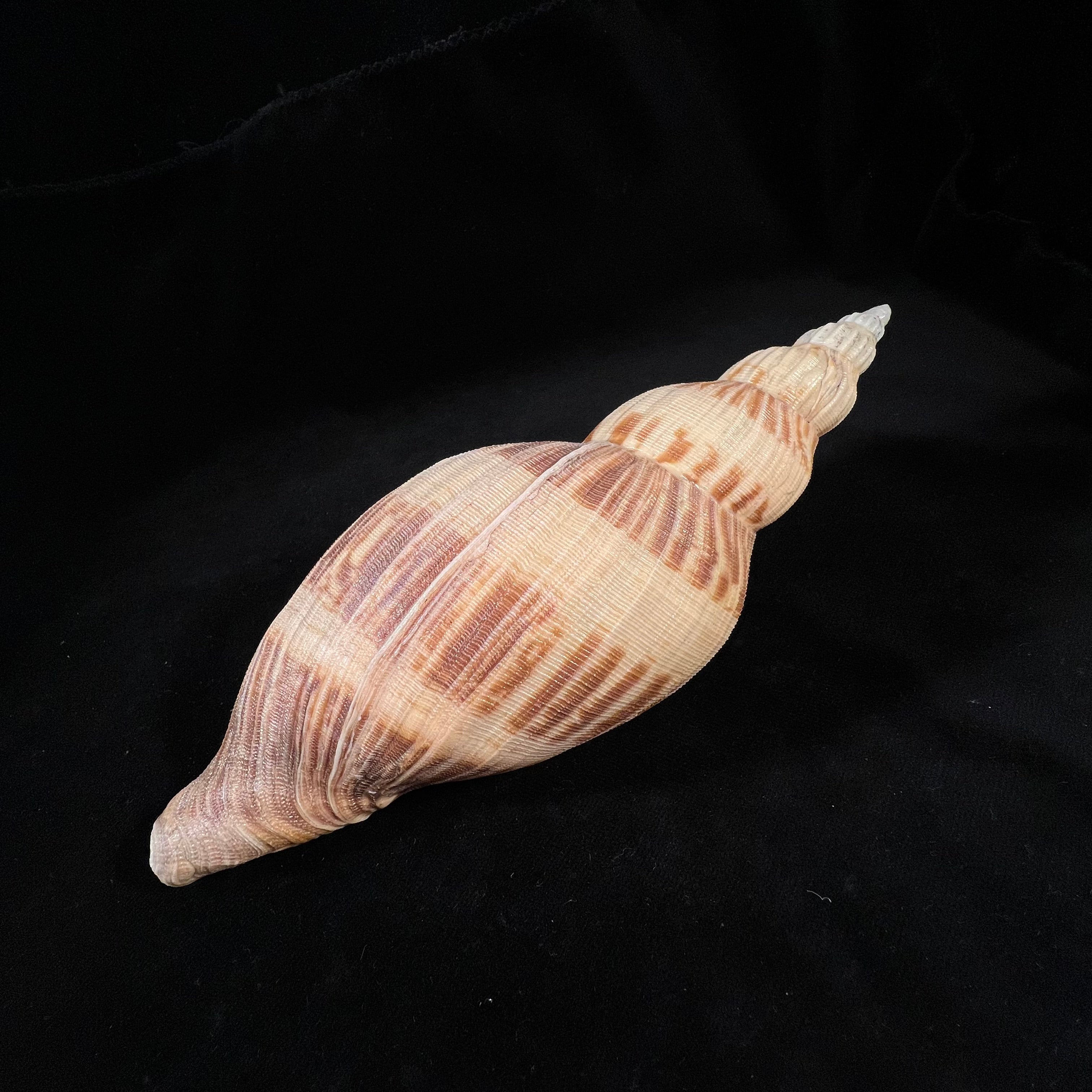 Odontocymbiola simulatrix Leal & Bouchet, 1989 - 181,4mm