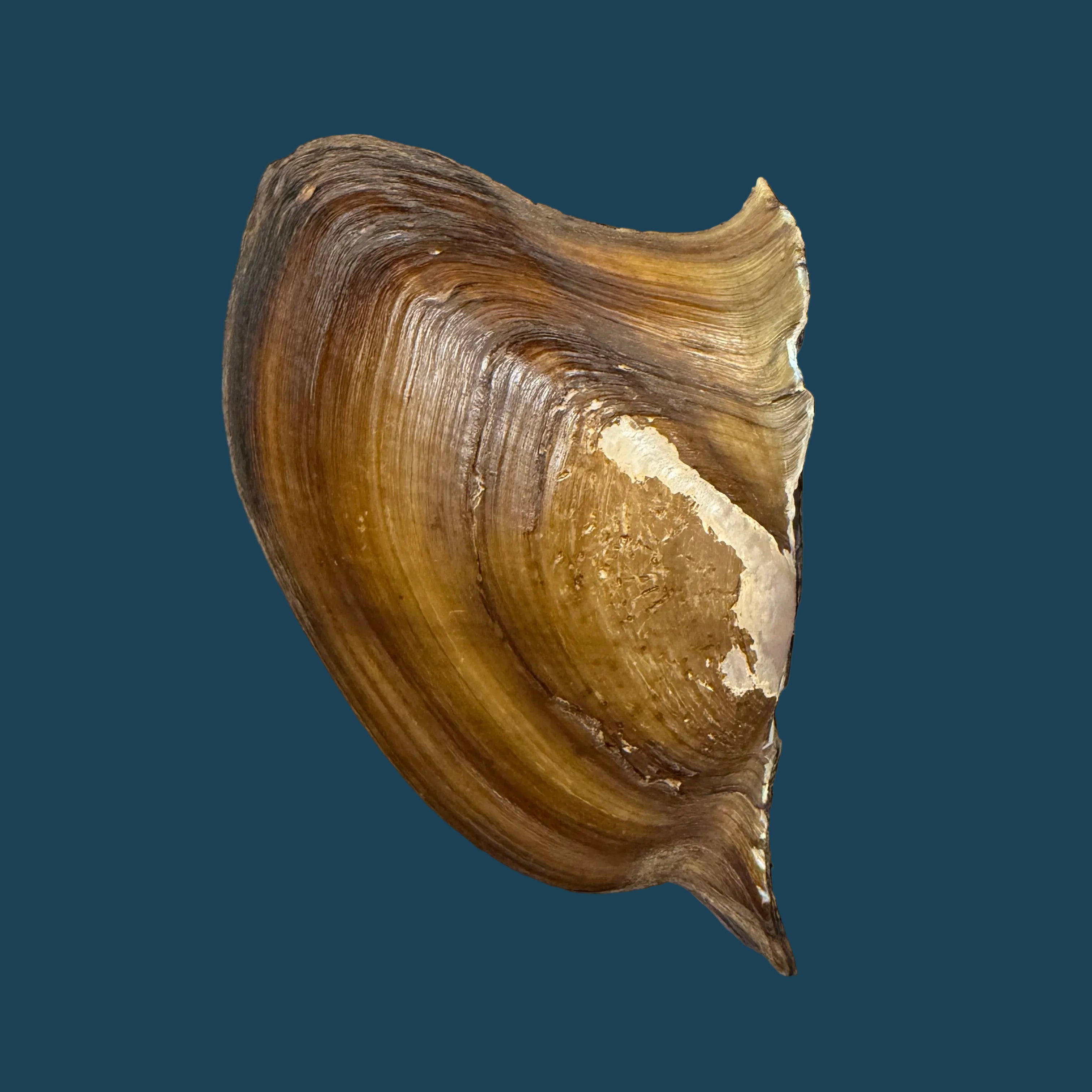 Prisodon obliquus Schumacher, 1817 - 94,7mm