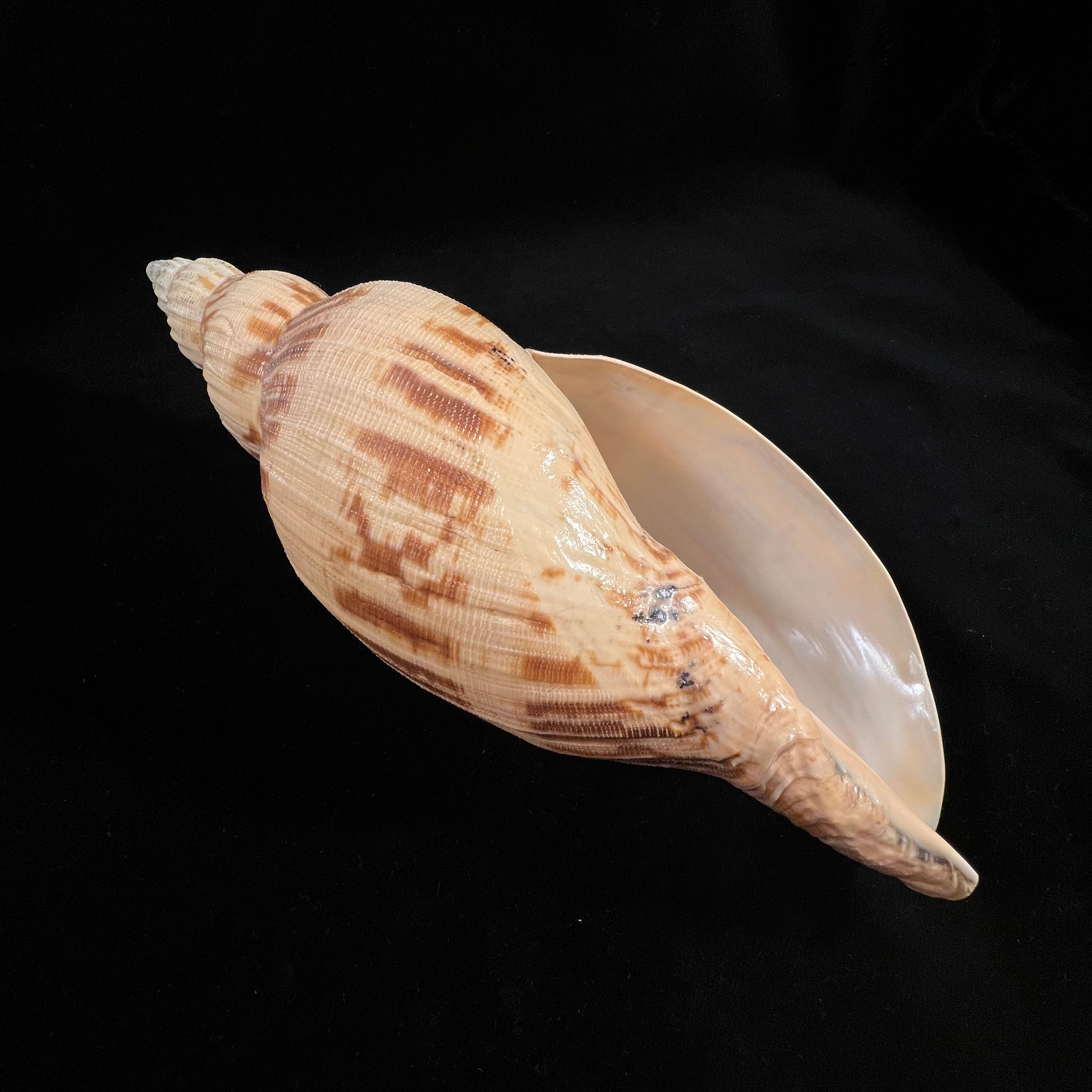Odontocymbiola simulatrix Leal & Bouchet, 1989 - 181,4mm
