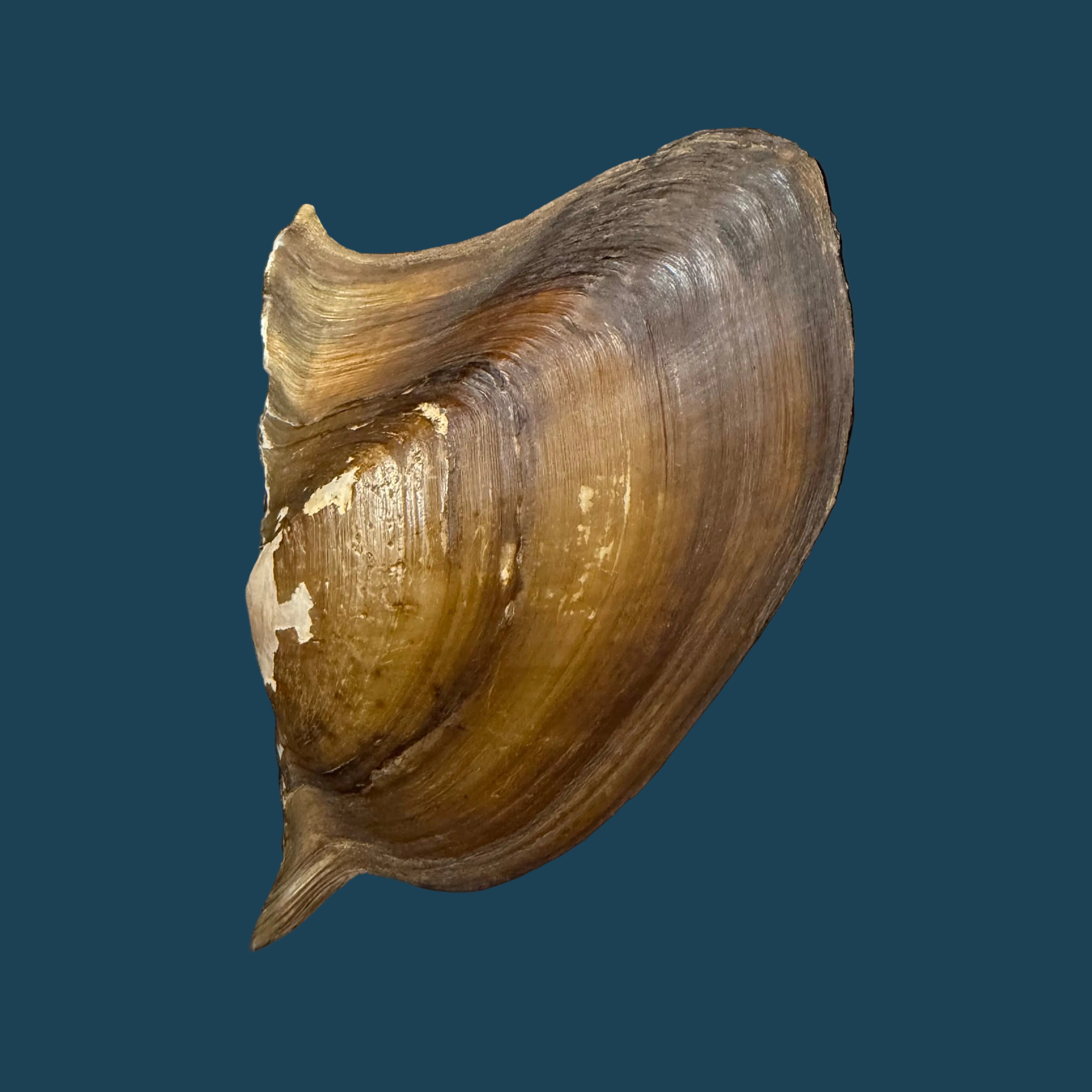 Prisodon obliquus Schumacher, 1817 - 94,7mm