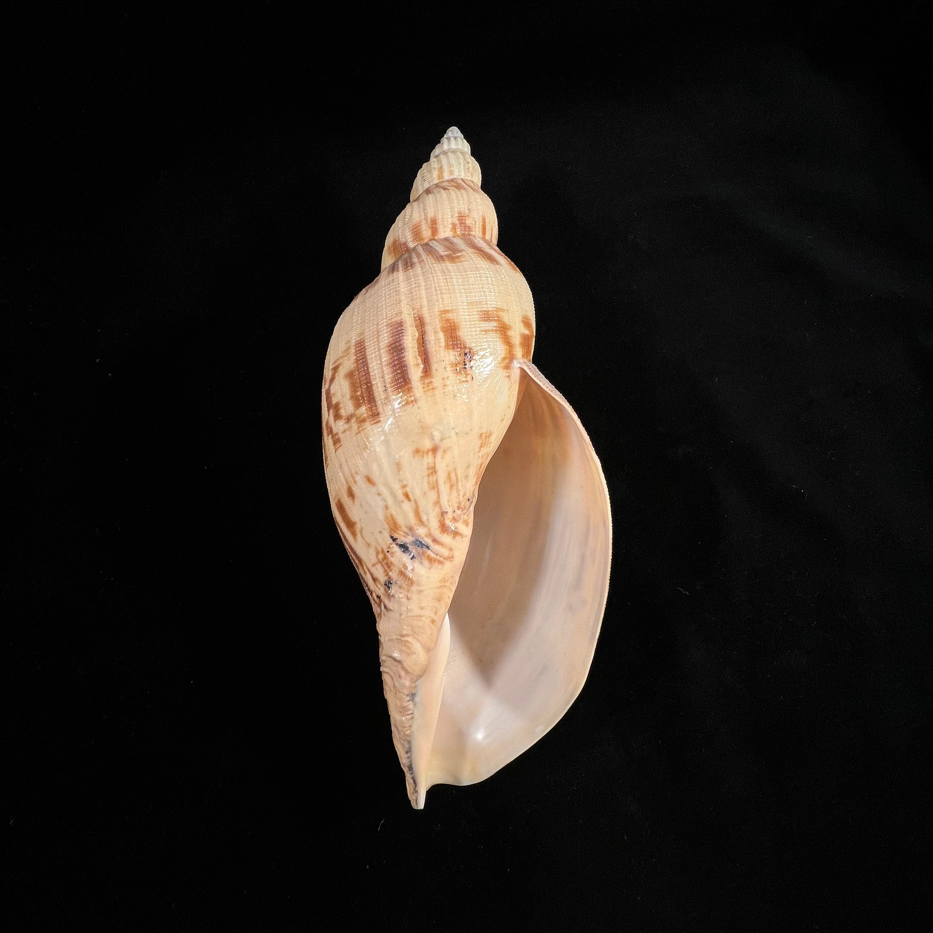 Odontocymbiola simulatrix Leal & Bouchet, 1989 - 181,4mm