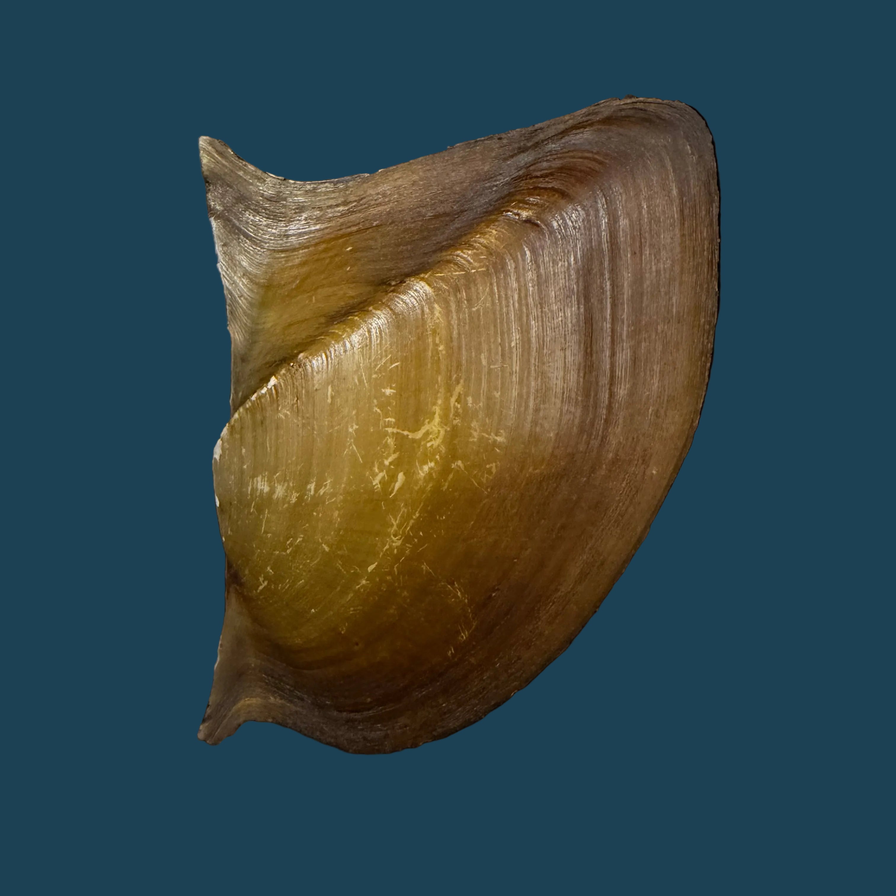 Prisodon obliquus Schumacher, 1817 - 70,3mm