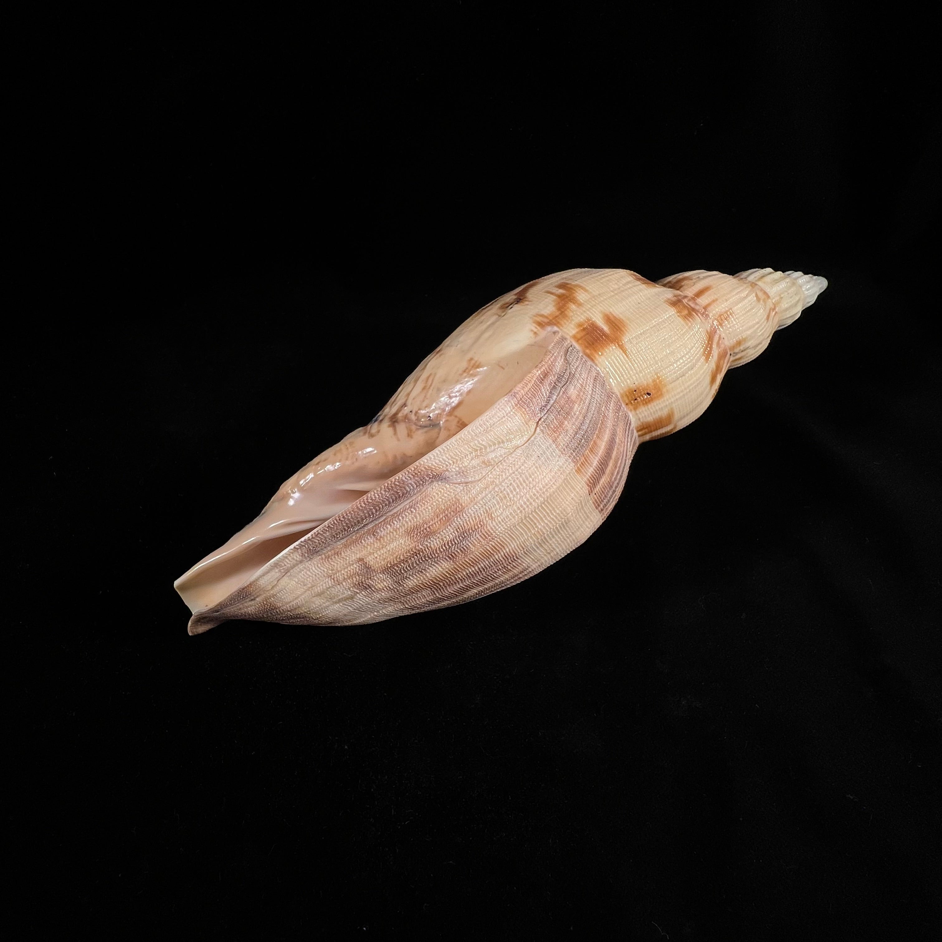 Odontocymbiola simulatrix Leal & Bouchet, 1989 - 181,4mm