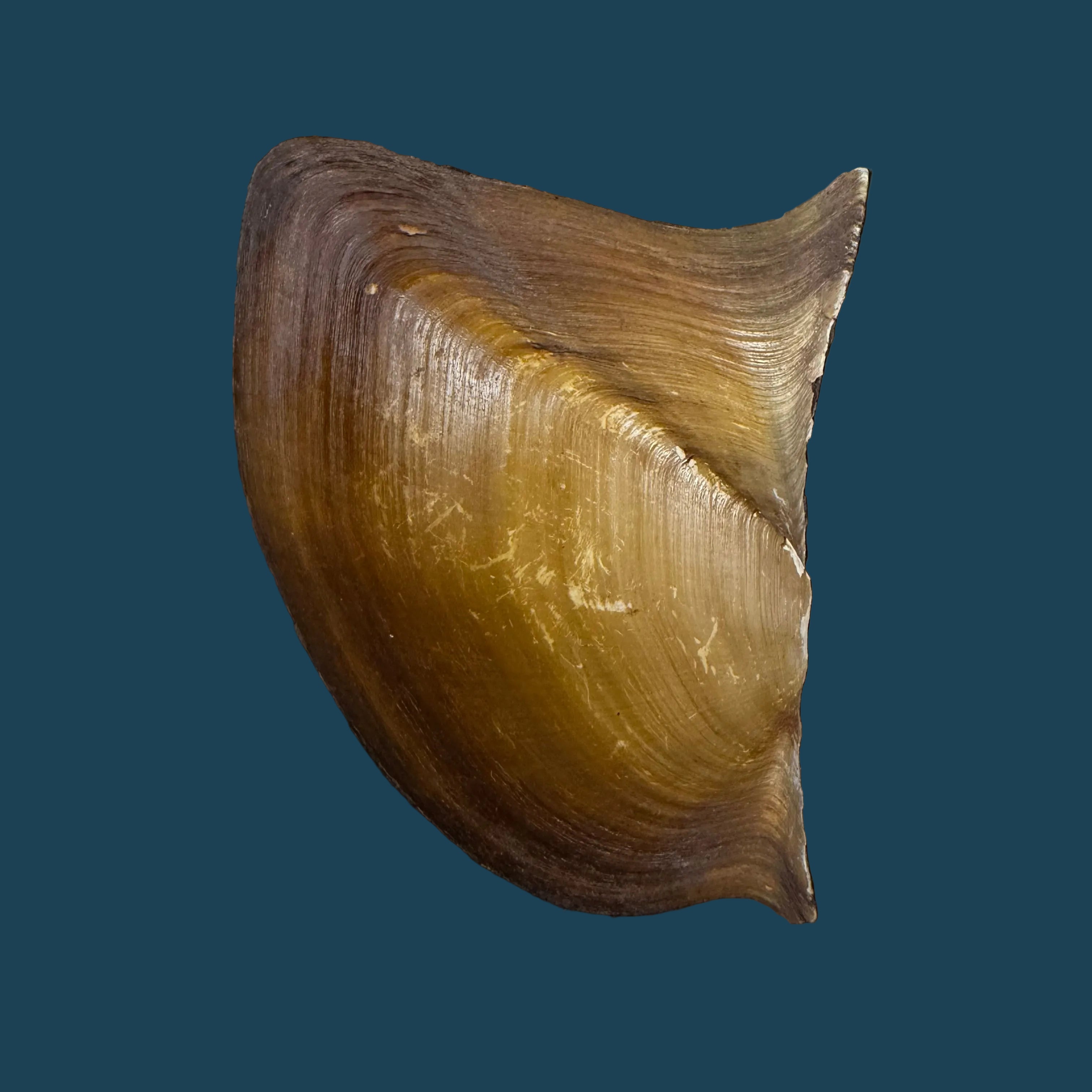Prisodon obliquus Schumacher, 1817 - 70,3mm