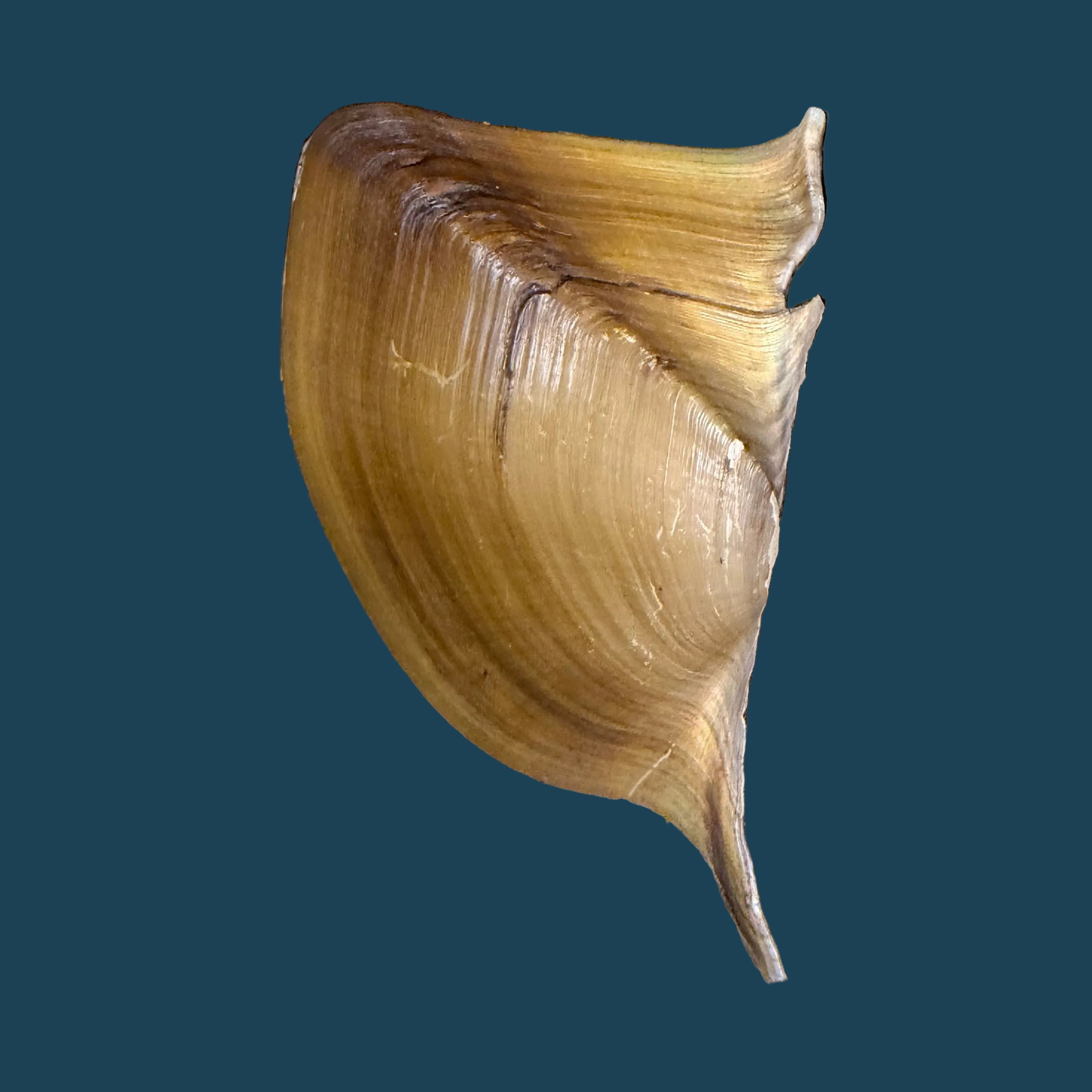 Prisodon obliquus Schumacher, 1817 - 70,6mm