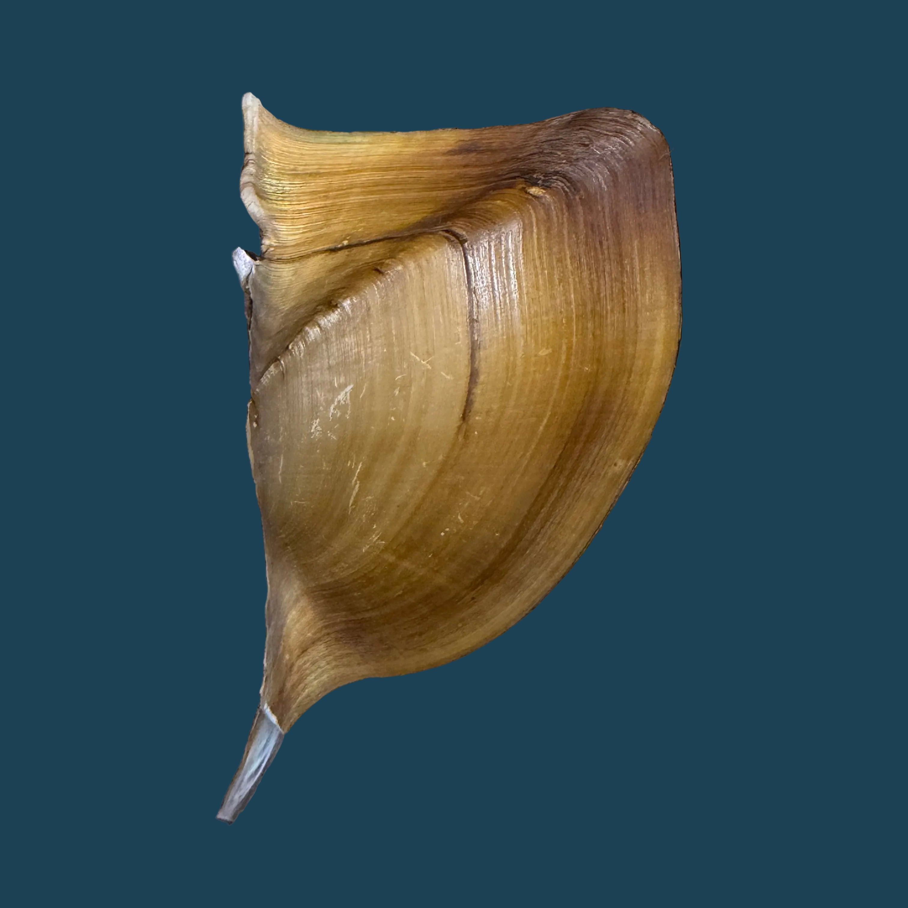 Prisodon obliquus Schumacher, 1817 - 70,6mm