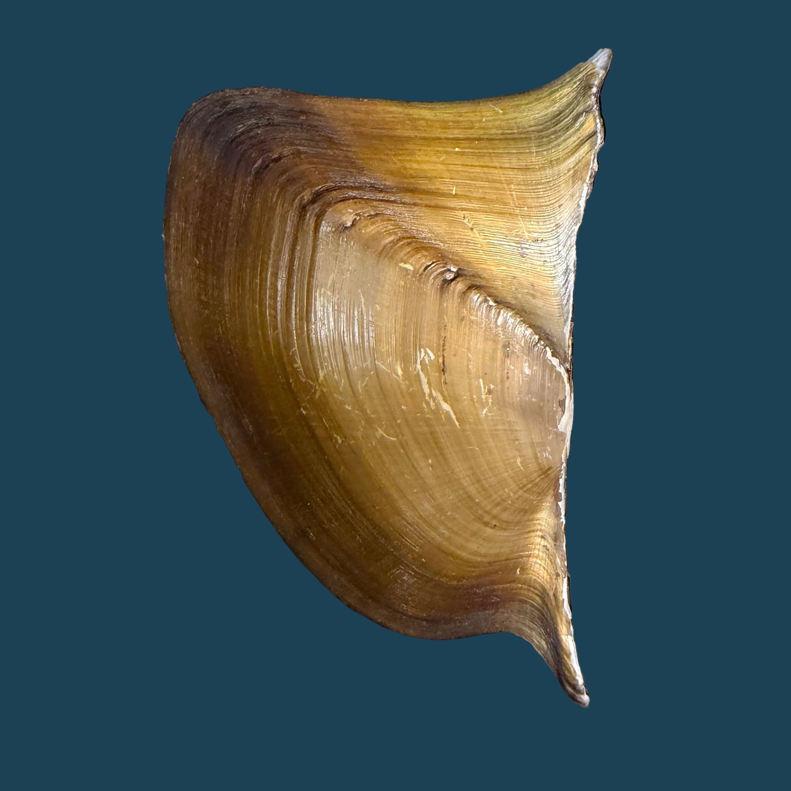 Prisodon obliquus Schumacher, 1817 - 70,5mm