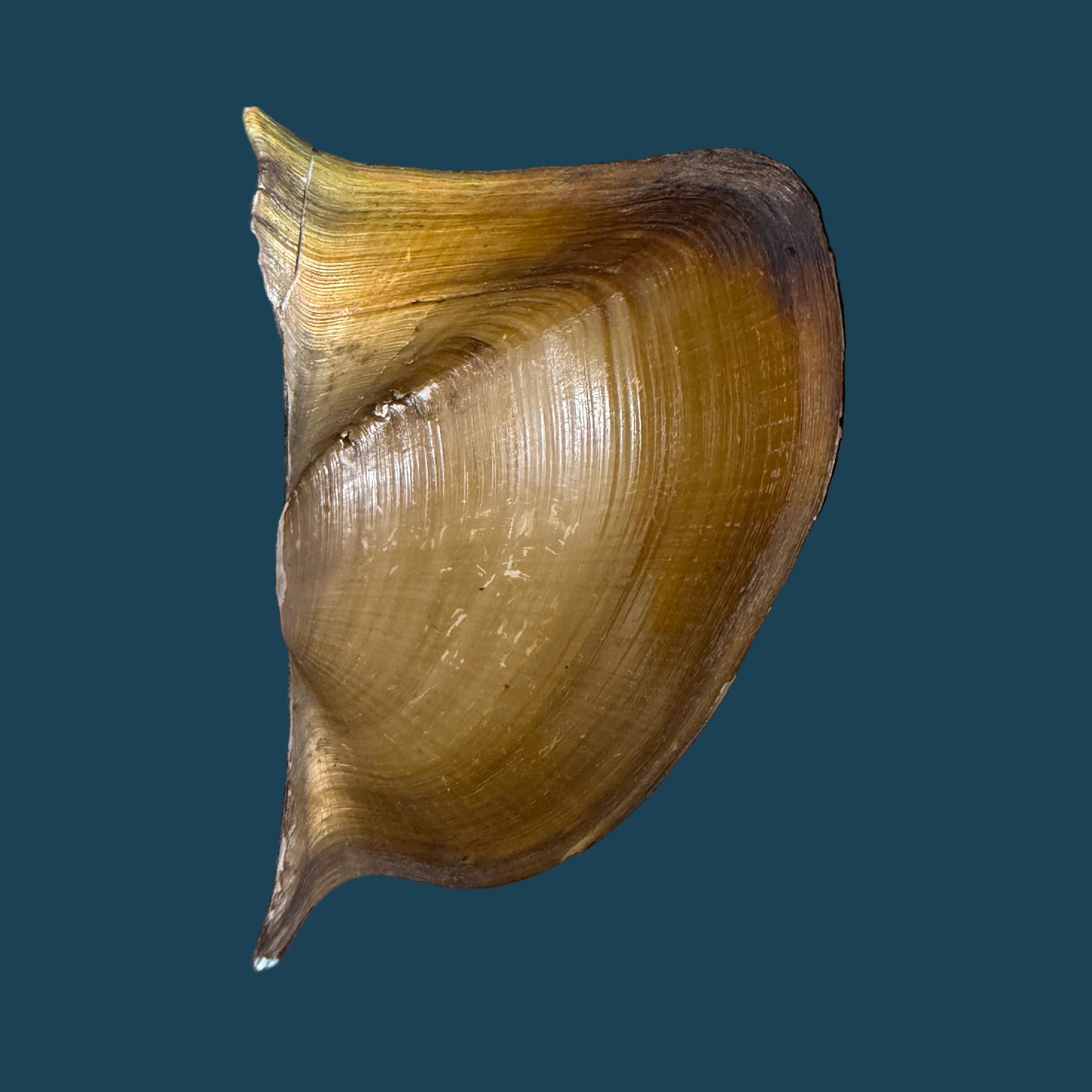 Prisodon obliquus Schumacher, 1817 - 70,5mm