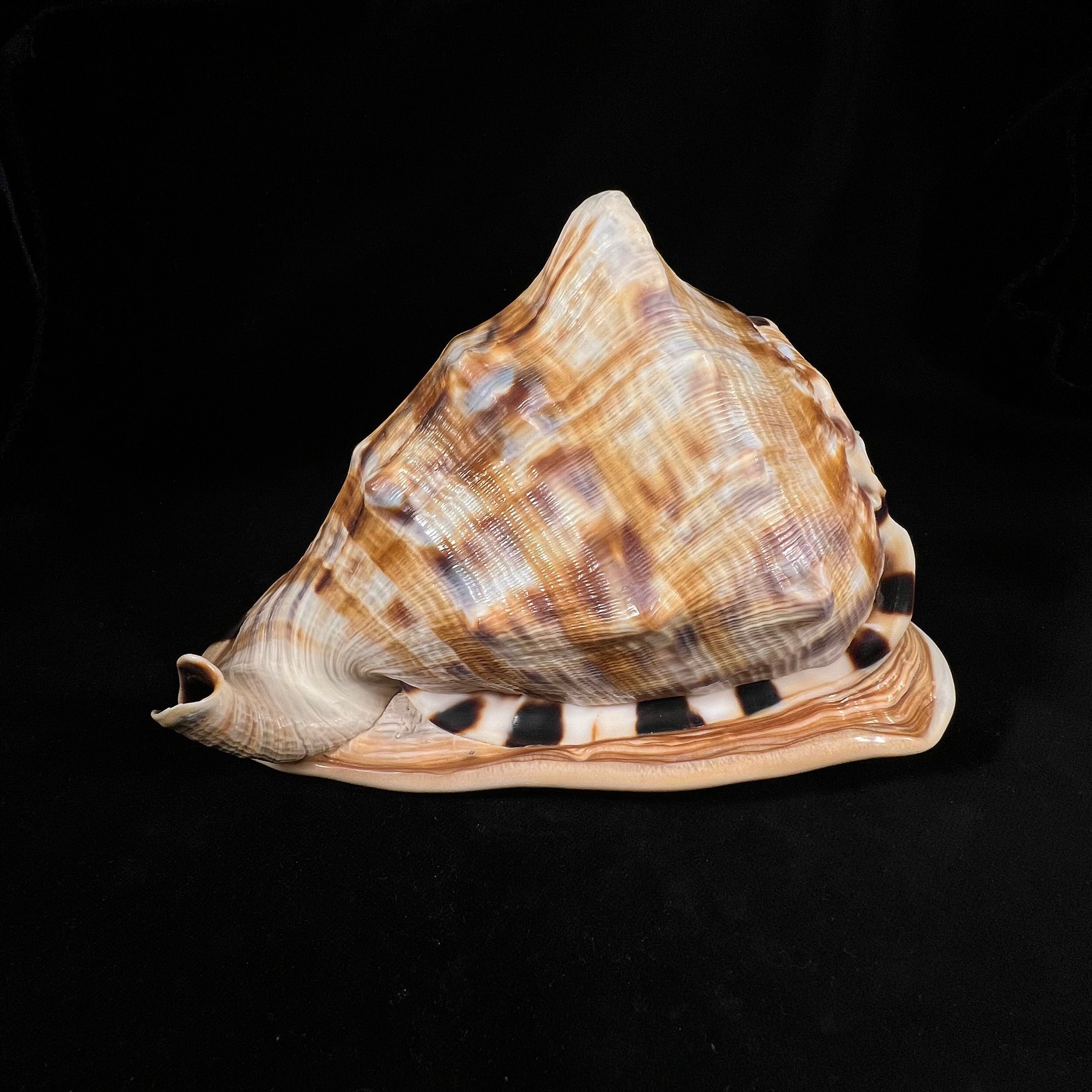 Cassis tuberosa (Linnaeus, 1758) - 170,1mm