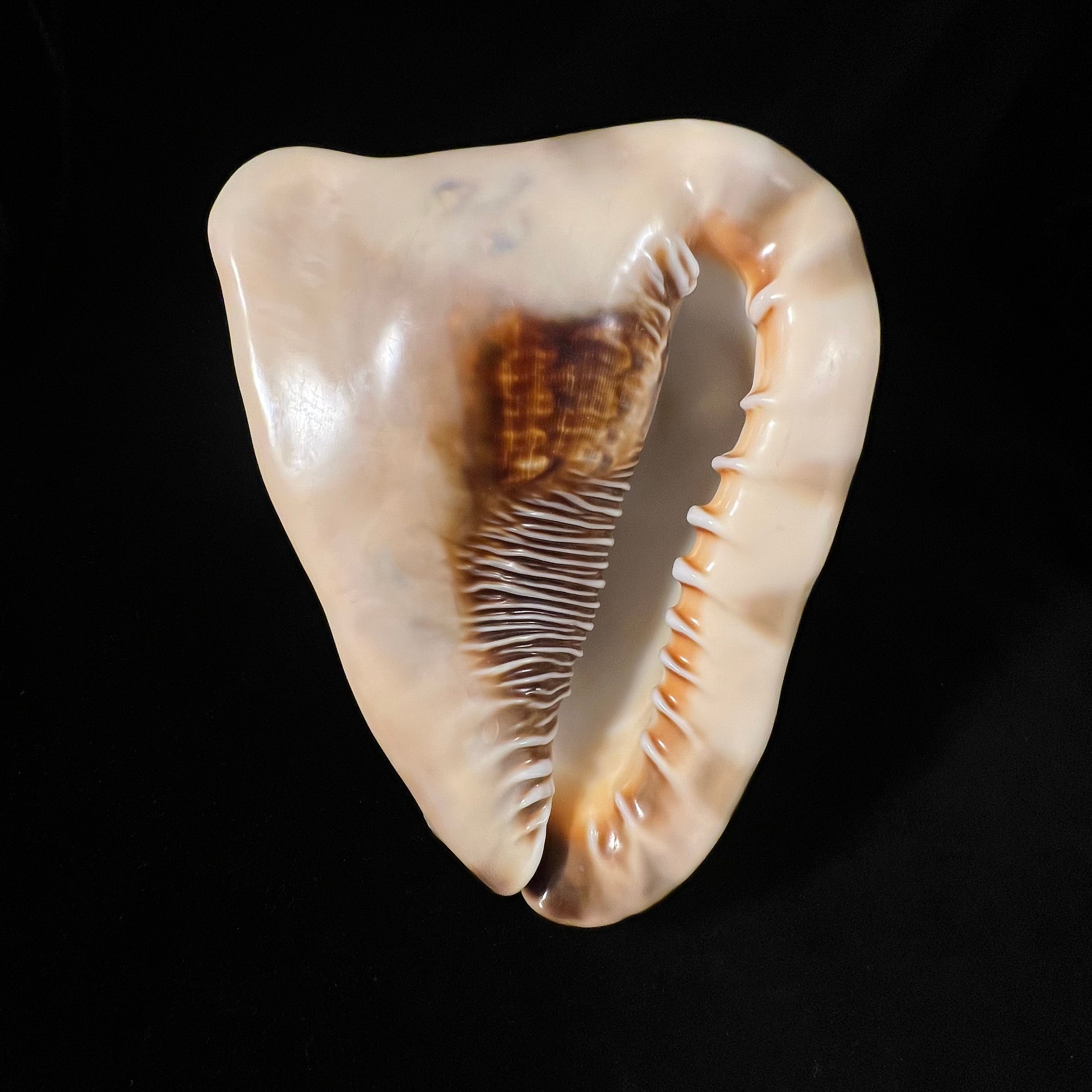 Cassis tuberosa (Linnaeus, 1758) - 170,1mm
