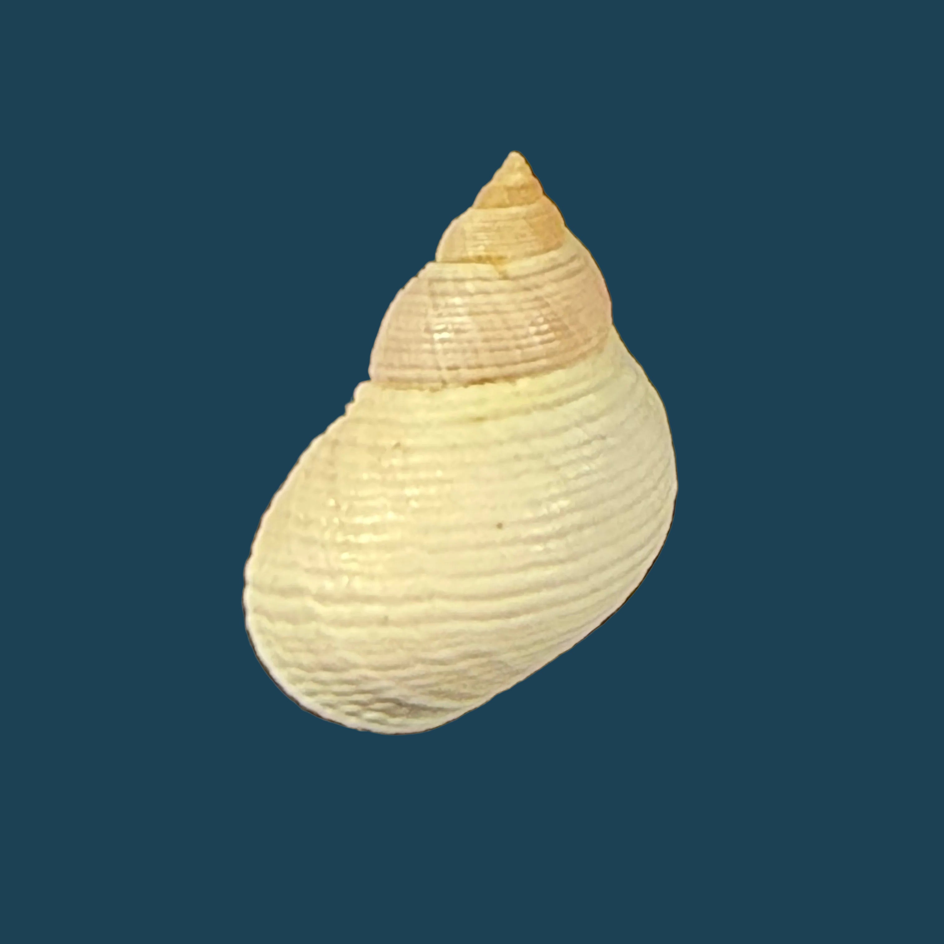Littoraria flava (P. P. King, 1832) - 15,8mm