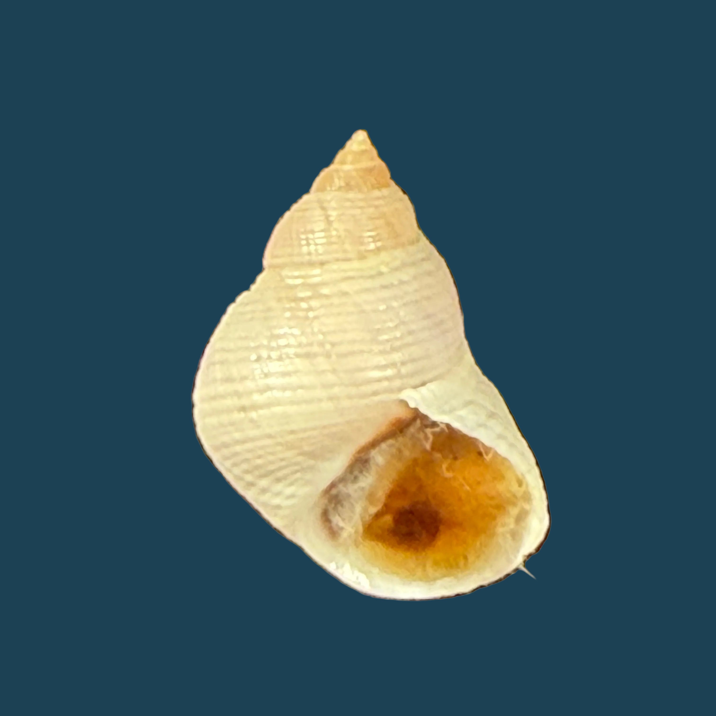 Littoraria flava (P. P. King, 1832) - 15,8mm