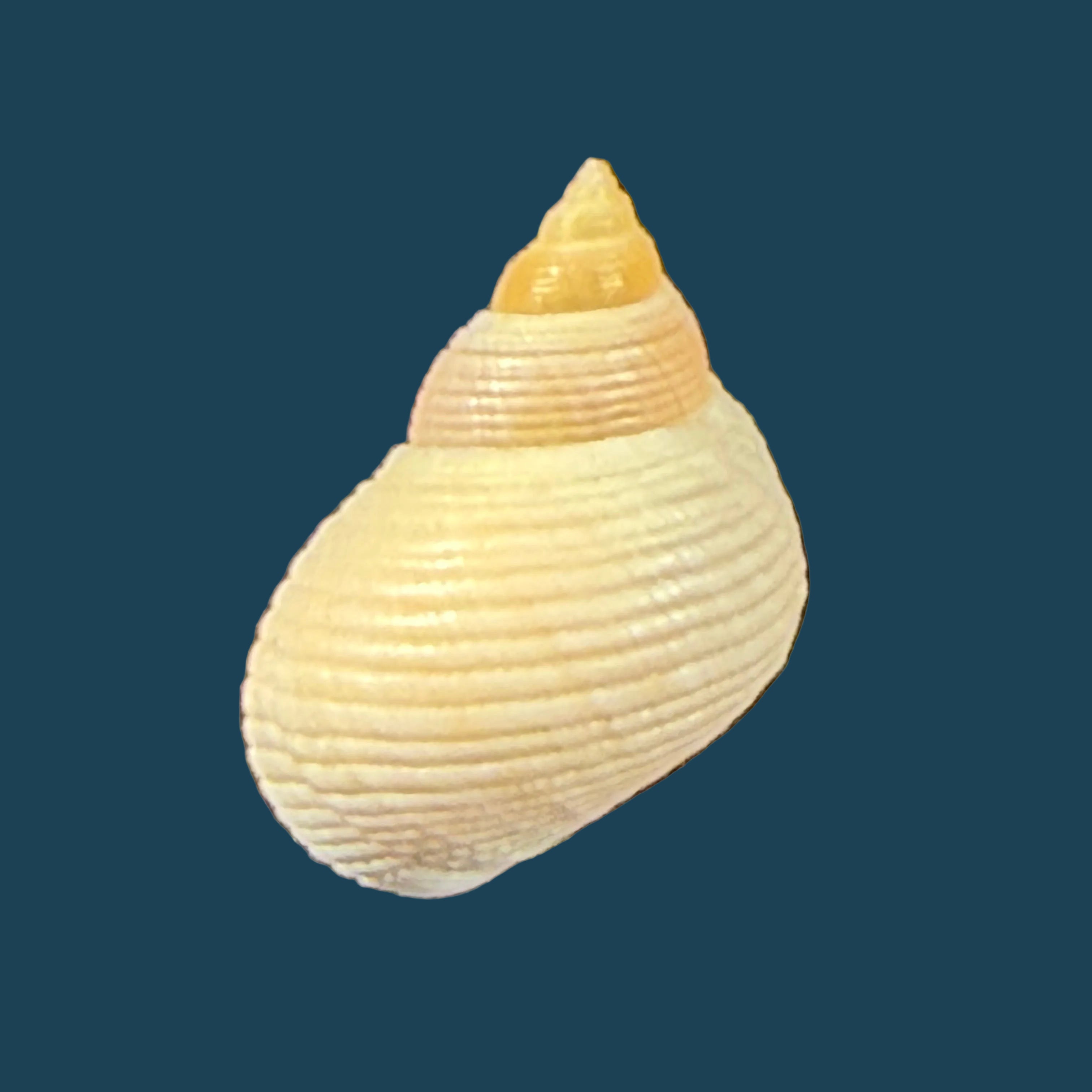 Littoraria flava (P. P. King, 1832) - 15,3mm