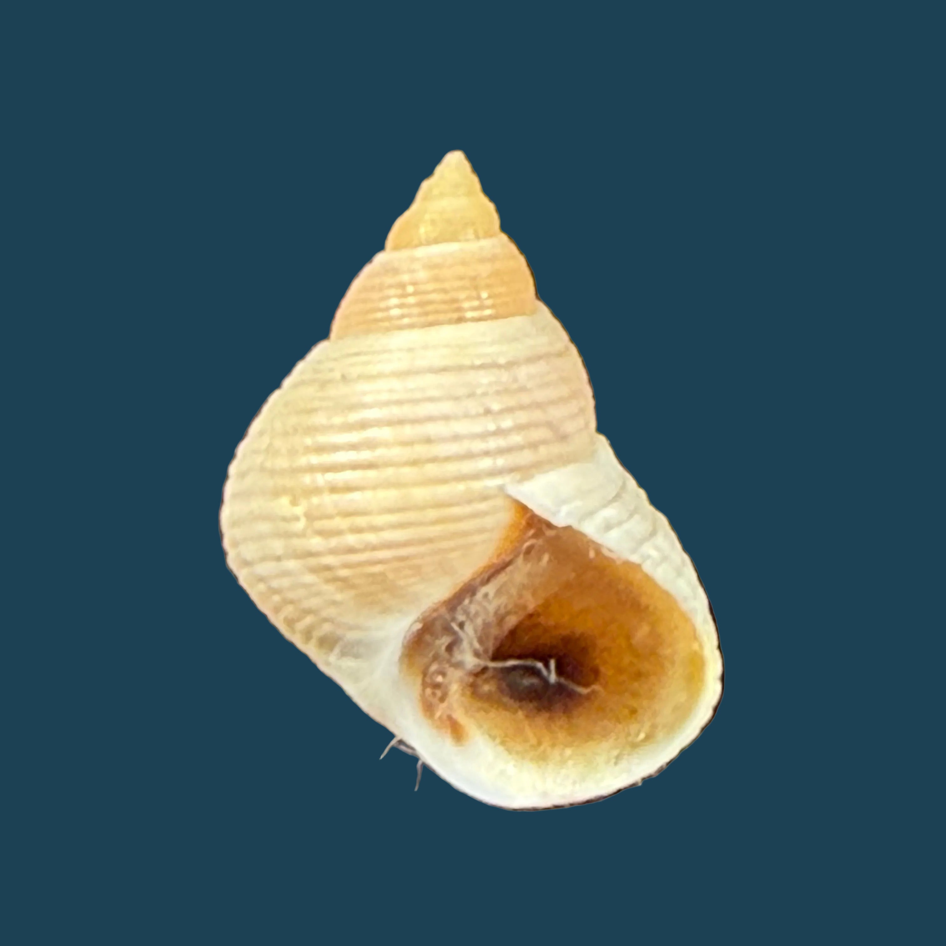 Littoraria flava (P. P. King, 1832) - 15,3mm