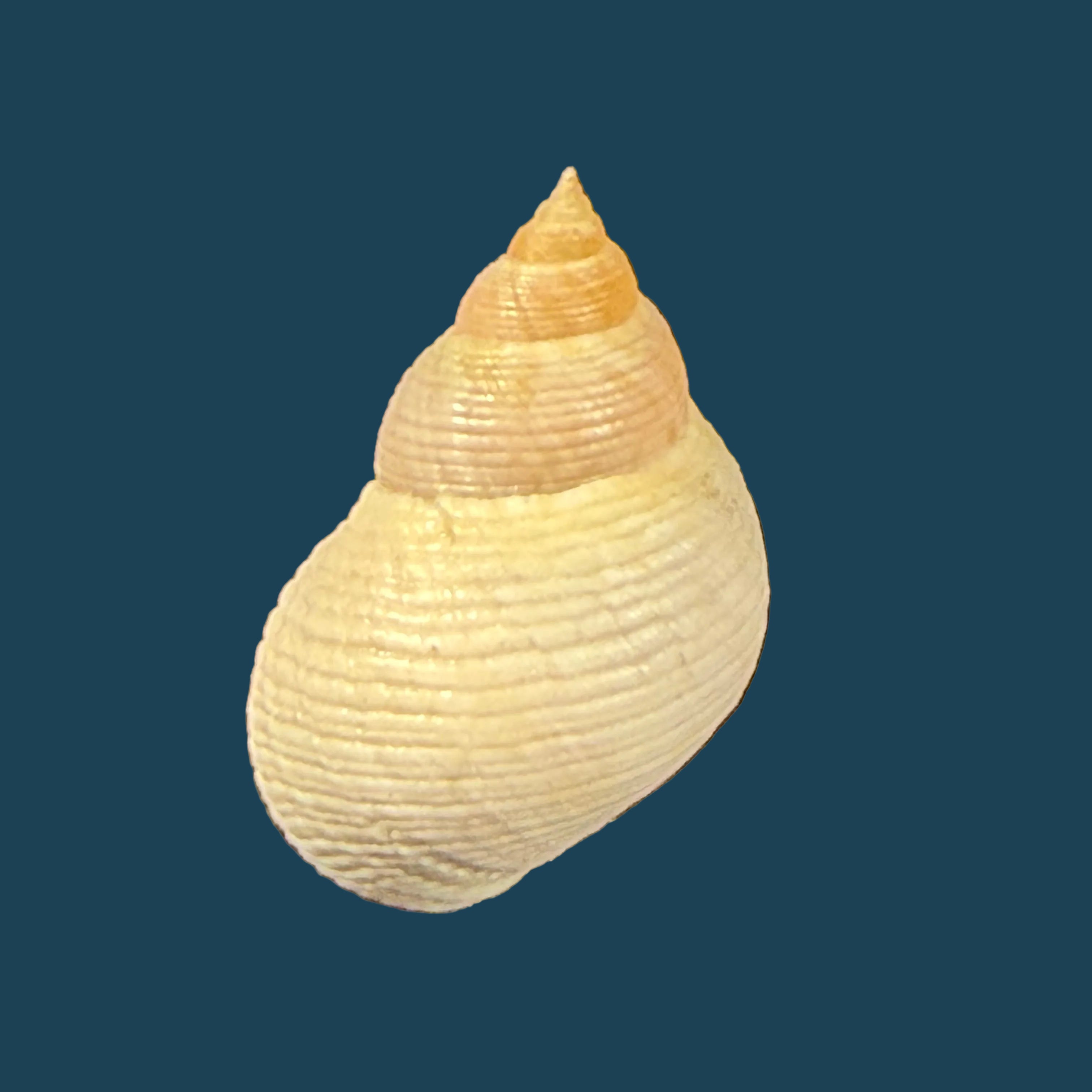 Littoraria flava (P. P. King, 1832) - 17,2mm