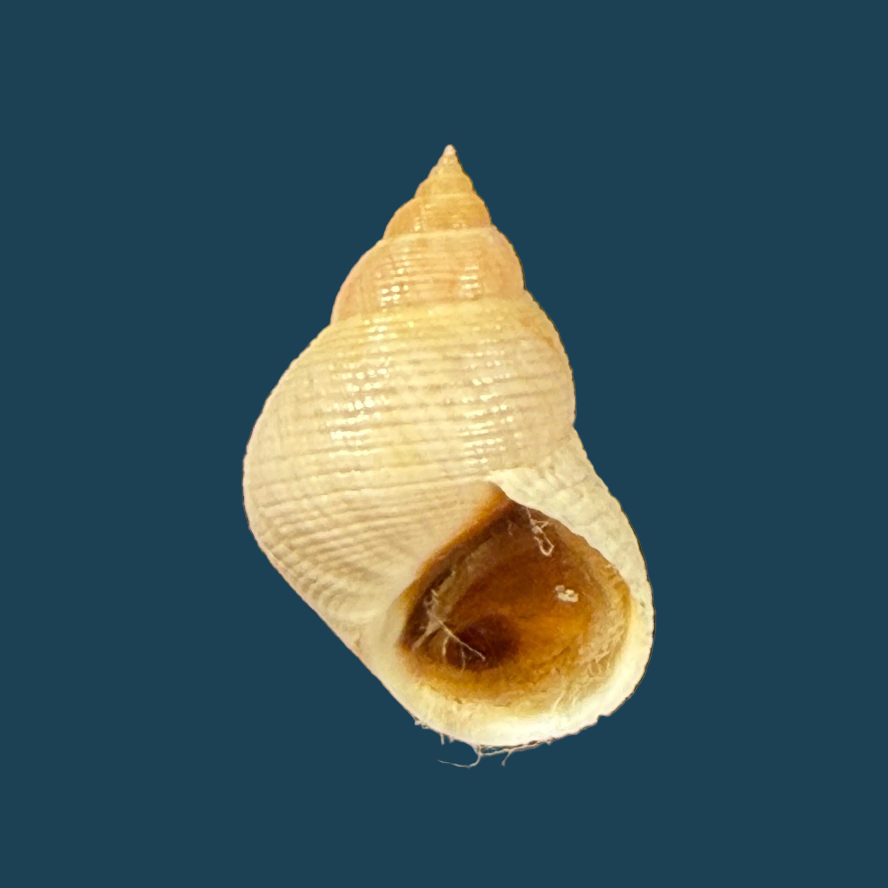 Littoraria flava (P. P. King, 1832) - 17,2mm