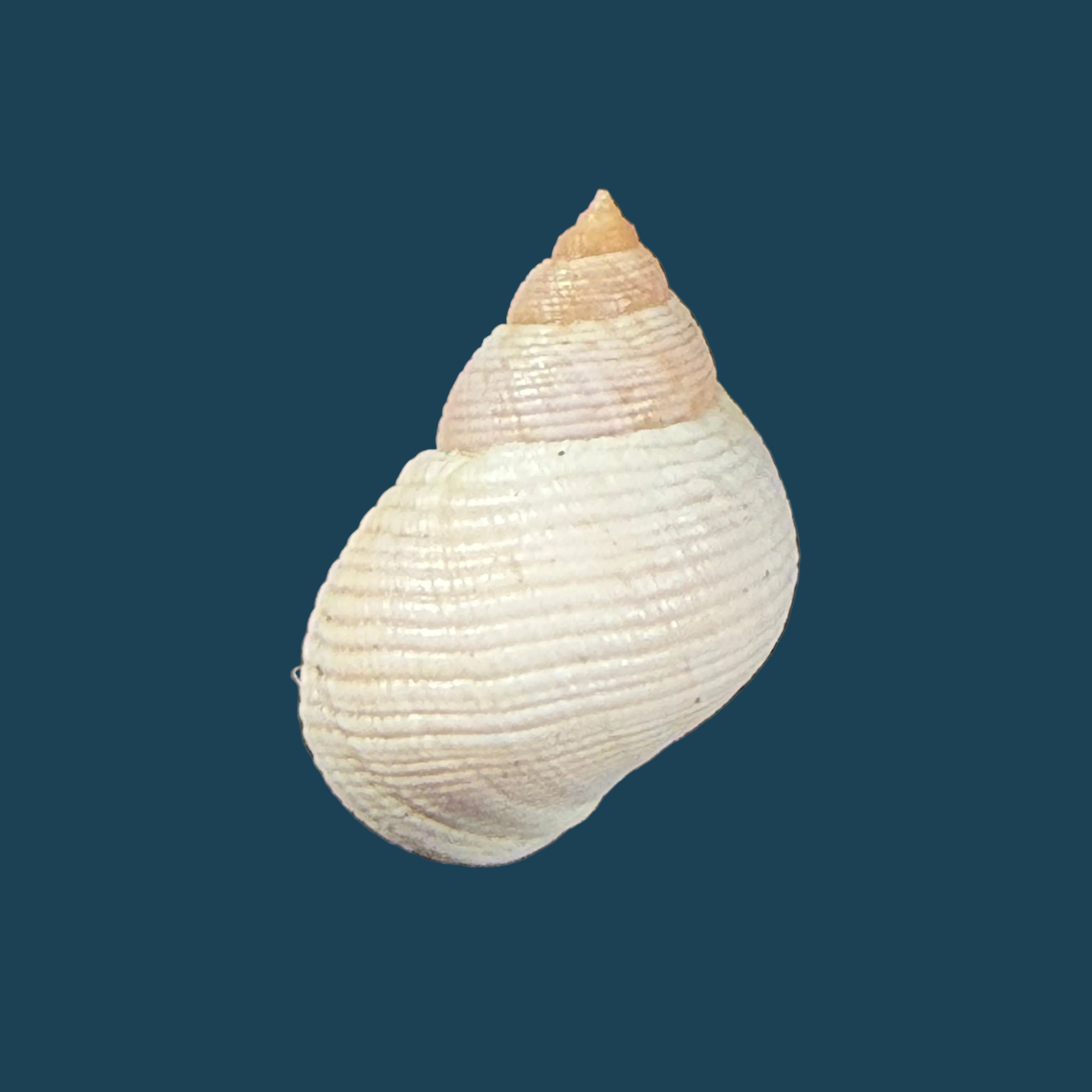 Littoraria flava (P. P. King, 1832) - 19,9mm