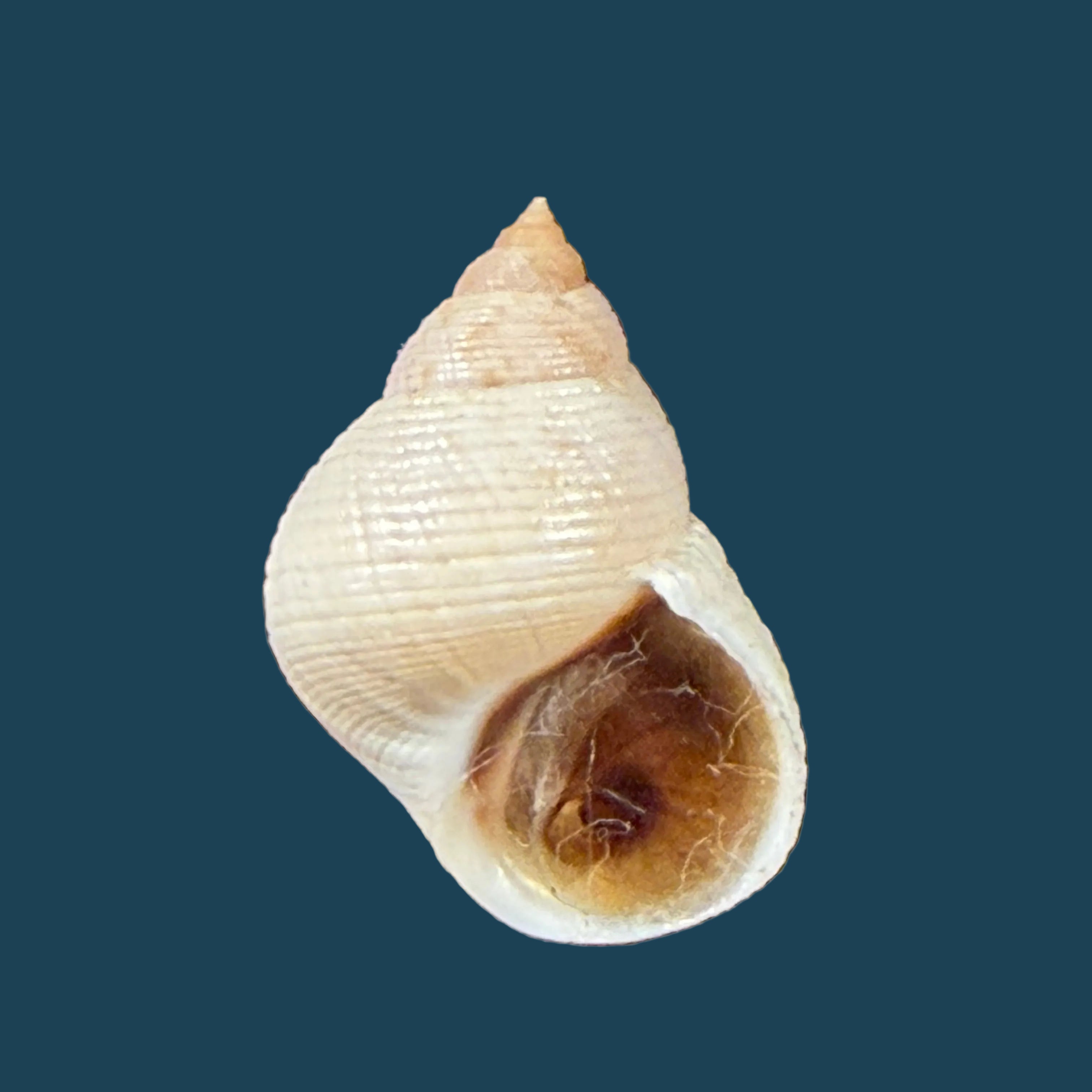 Littoraria flava (P. P. King, 1832) - 19,9mm
