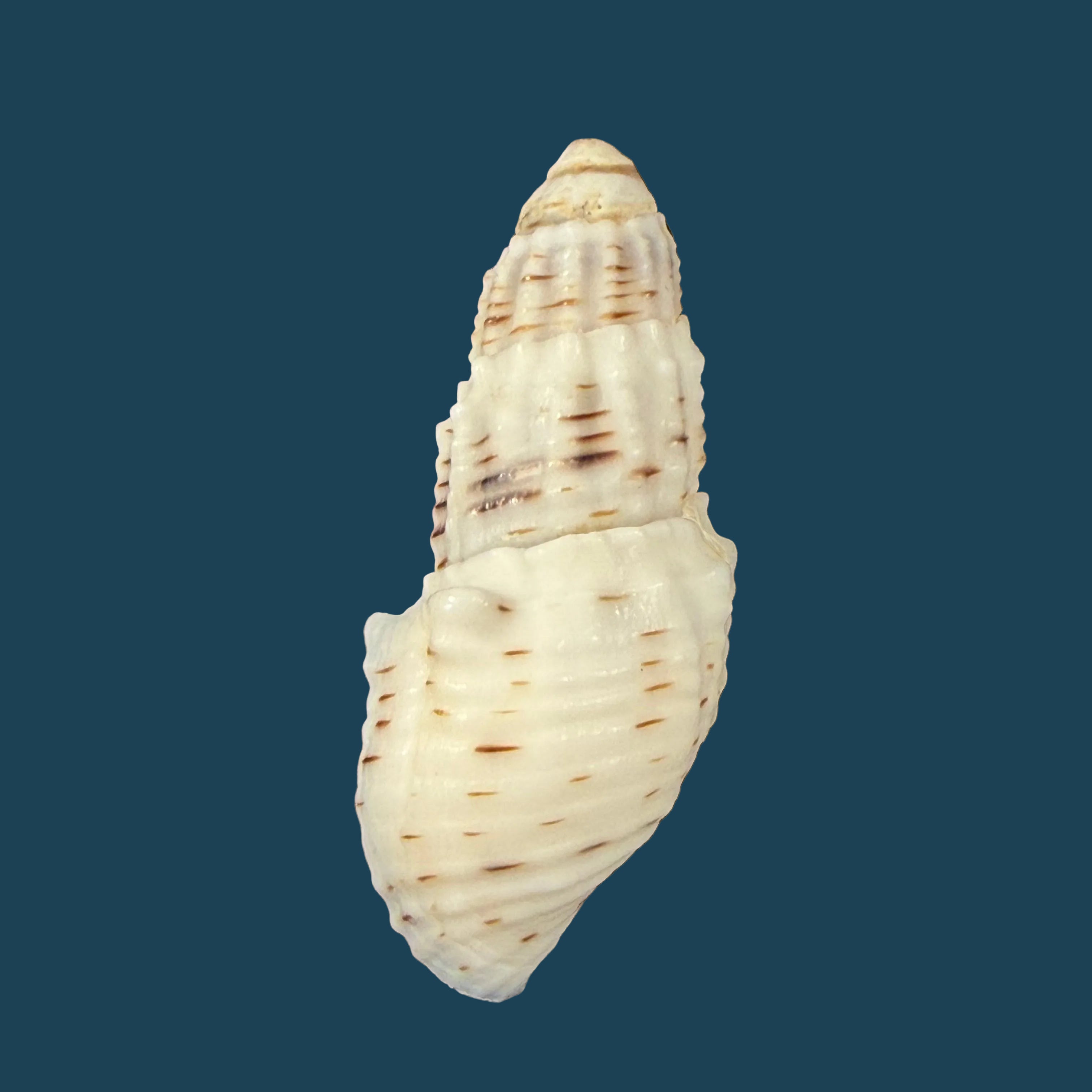 Aylacostoma tuberculata Wagner, 1827 - 29,4mm