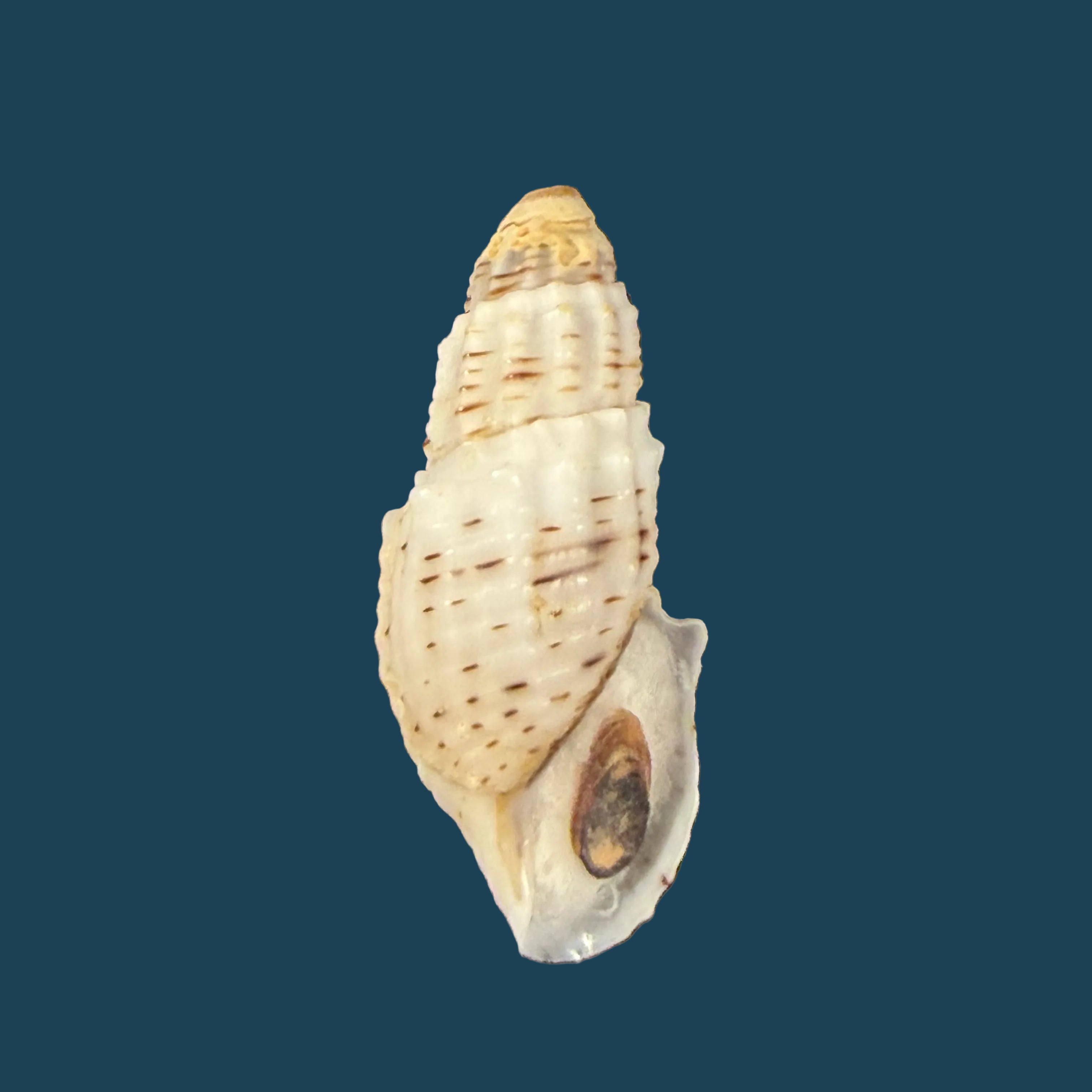 Aylacostoma tuberculata Wagner, 1827 - 29,4mm