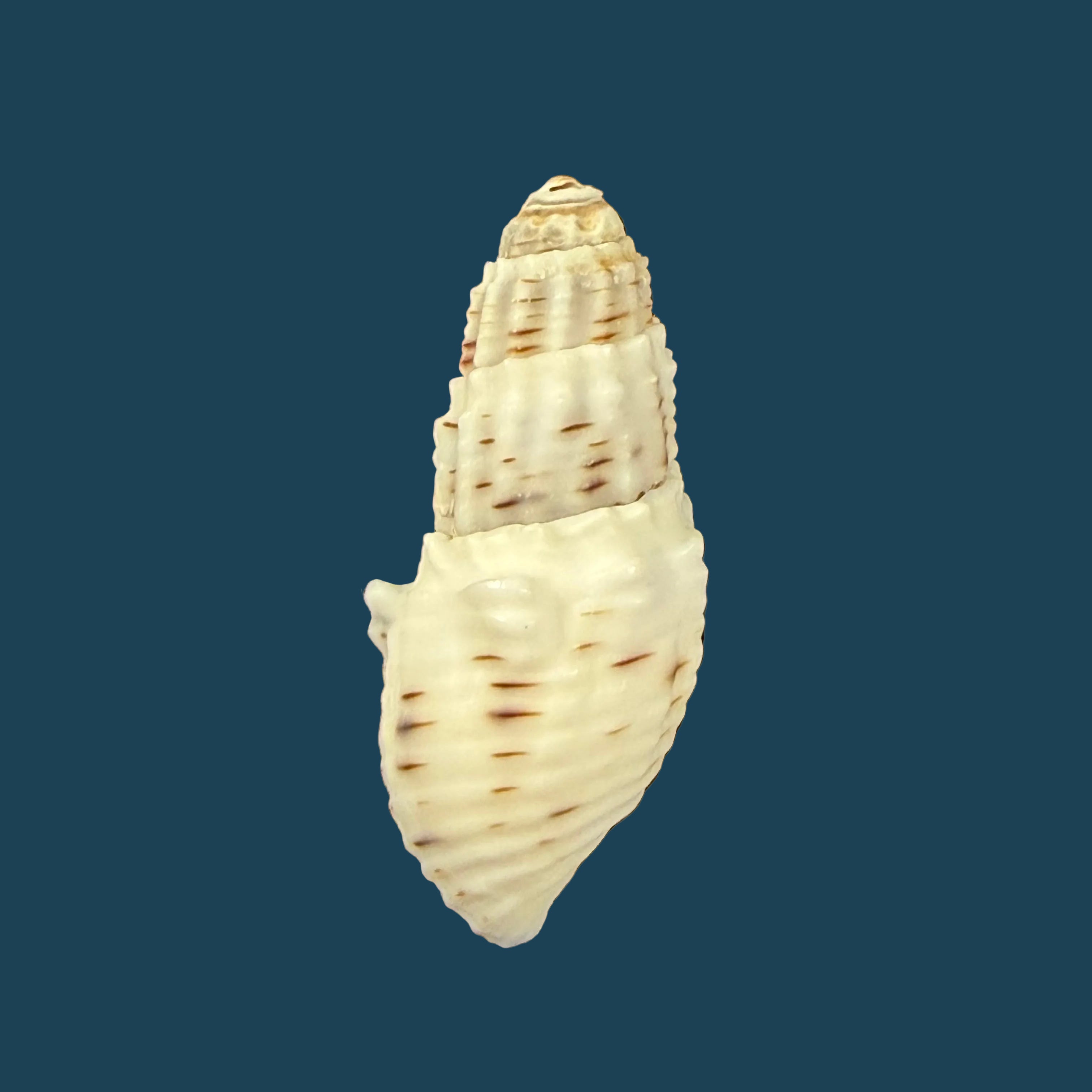 Aylacostoma tuberculata Wagner, 1827 - 28,6mm