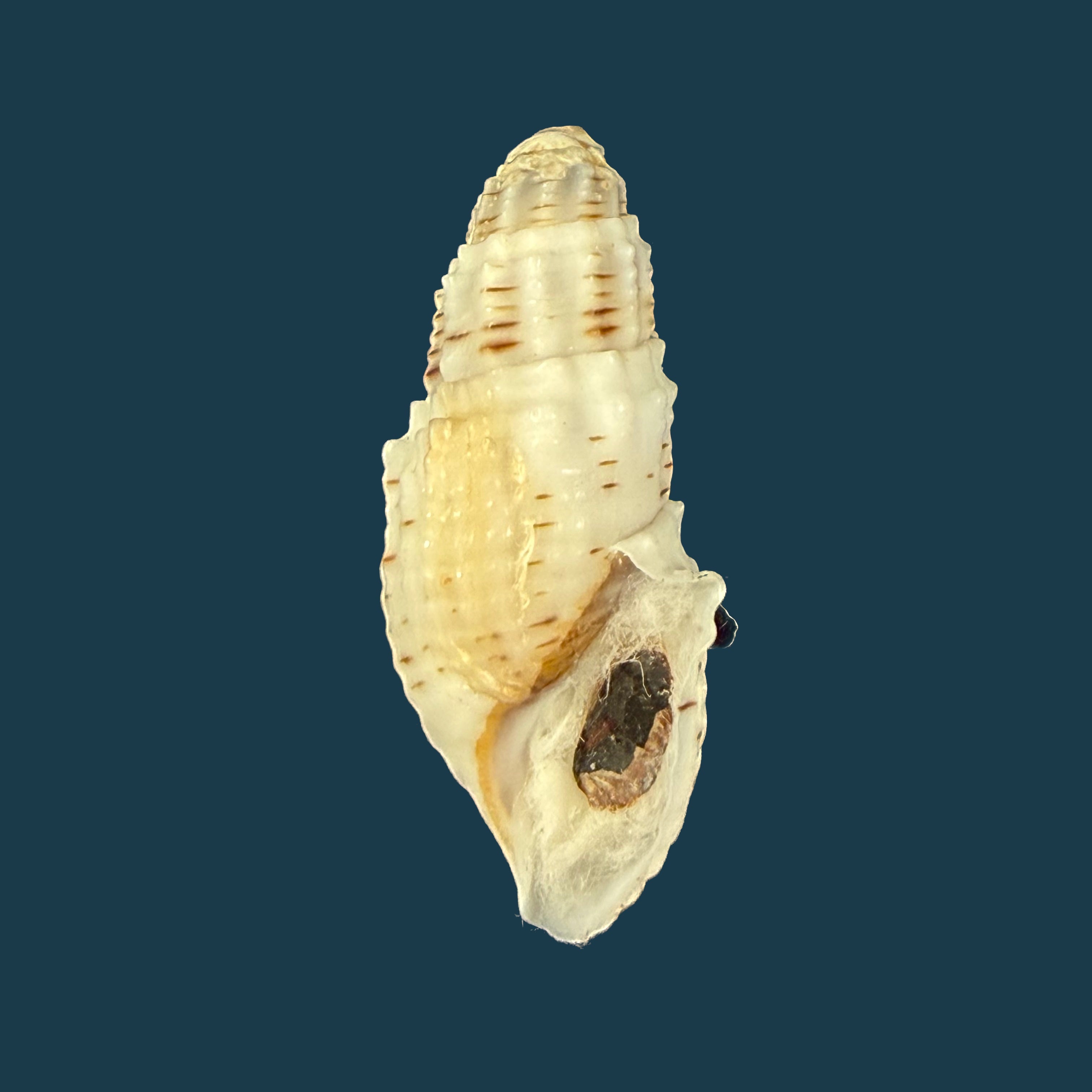 Aylacostoma tuberculata Wagner, 1827 - 28,6mm