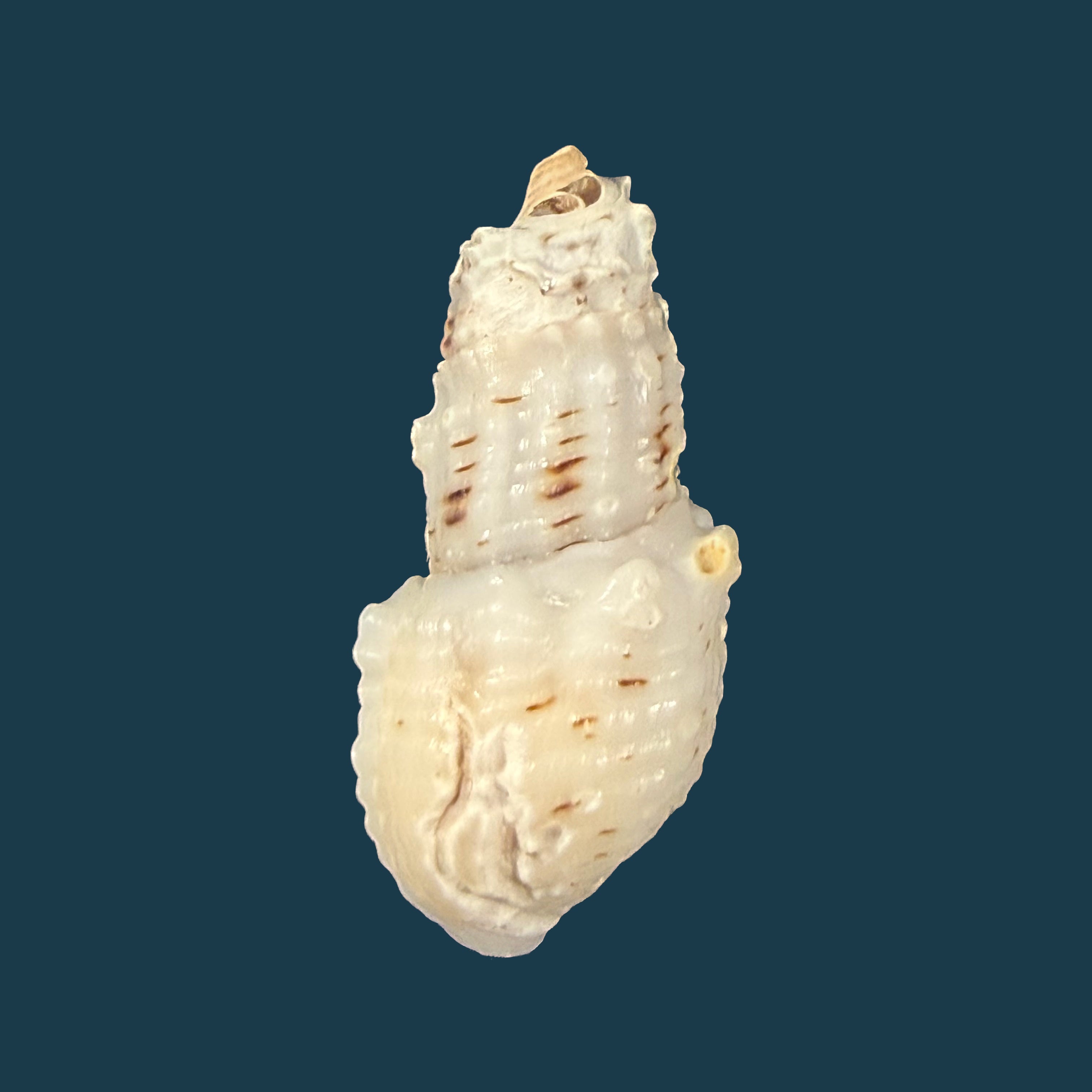 Aylacostoma tuberculata Wagner, 1827 - 30,6mm