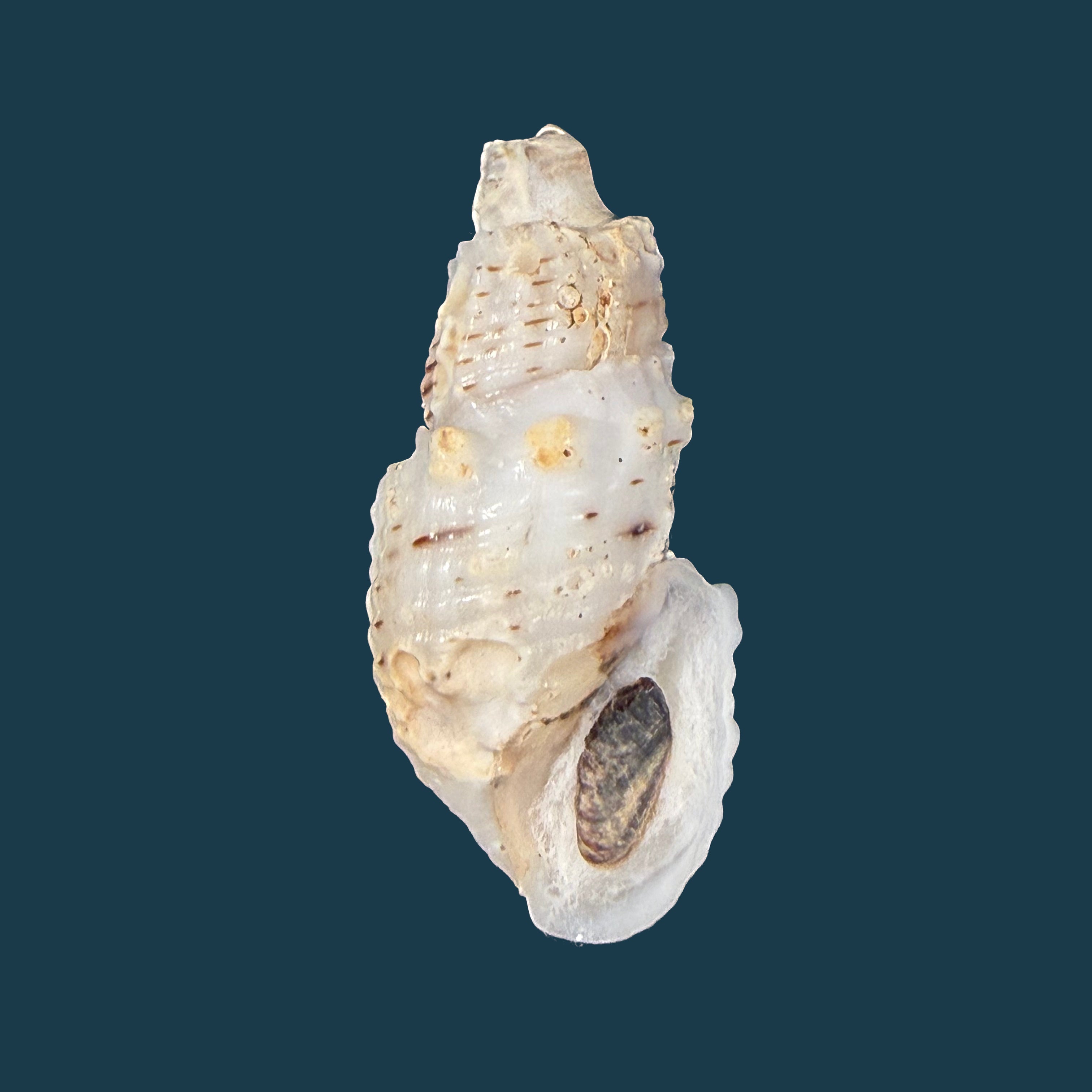 Aylacostoma tuberculata Wagner, 1827 - 30,6mm