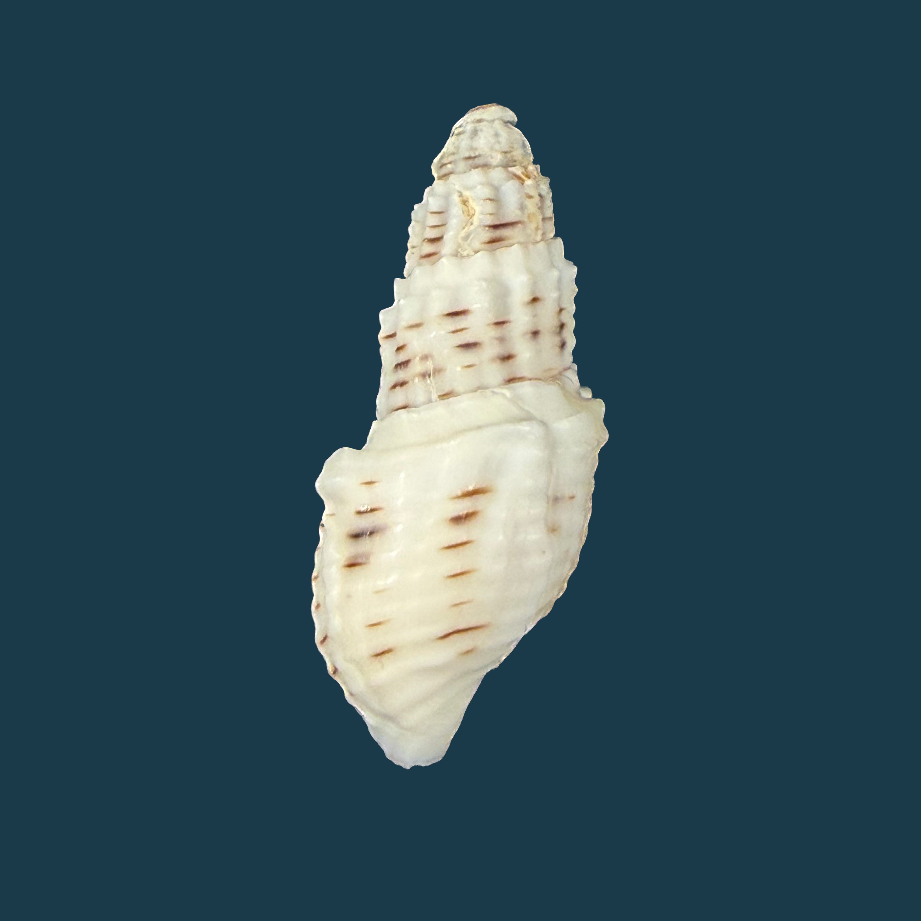 Aylacostoma tuberculata Wagner, 1827 - 30,8mm