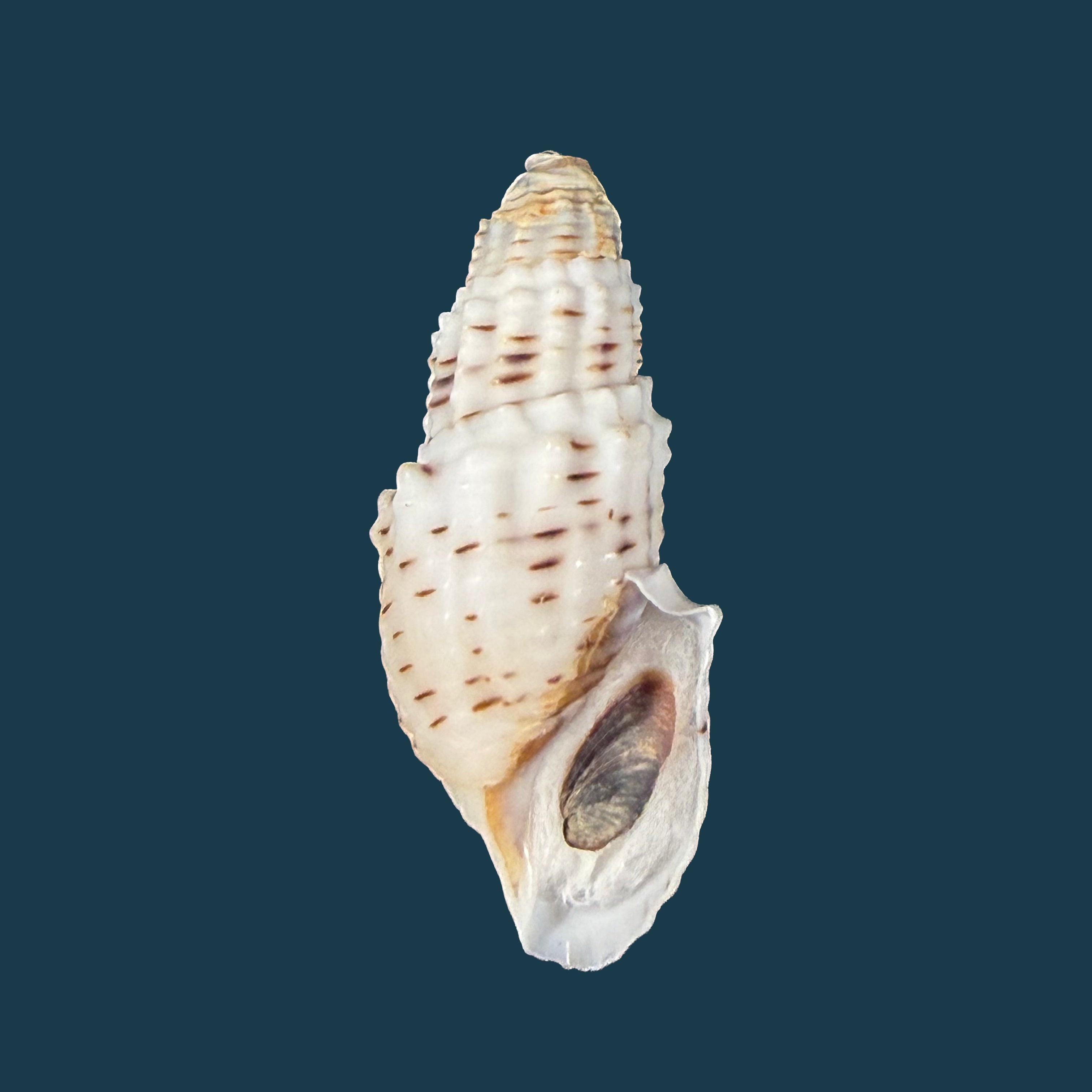 Aylacostoma tuberculata Wagner, 1827 - 30,8mm