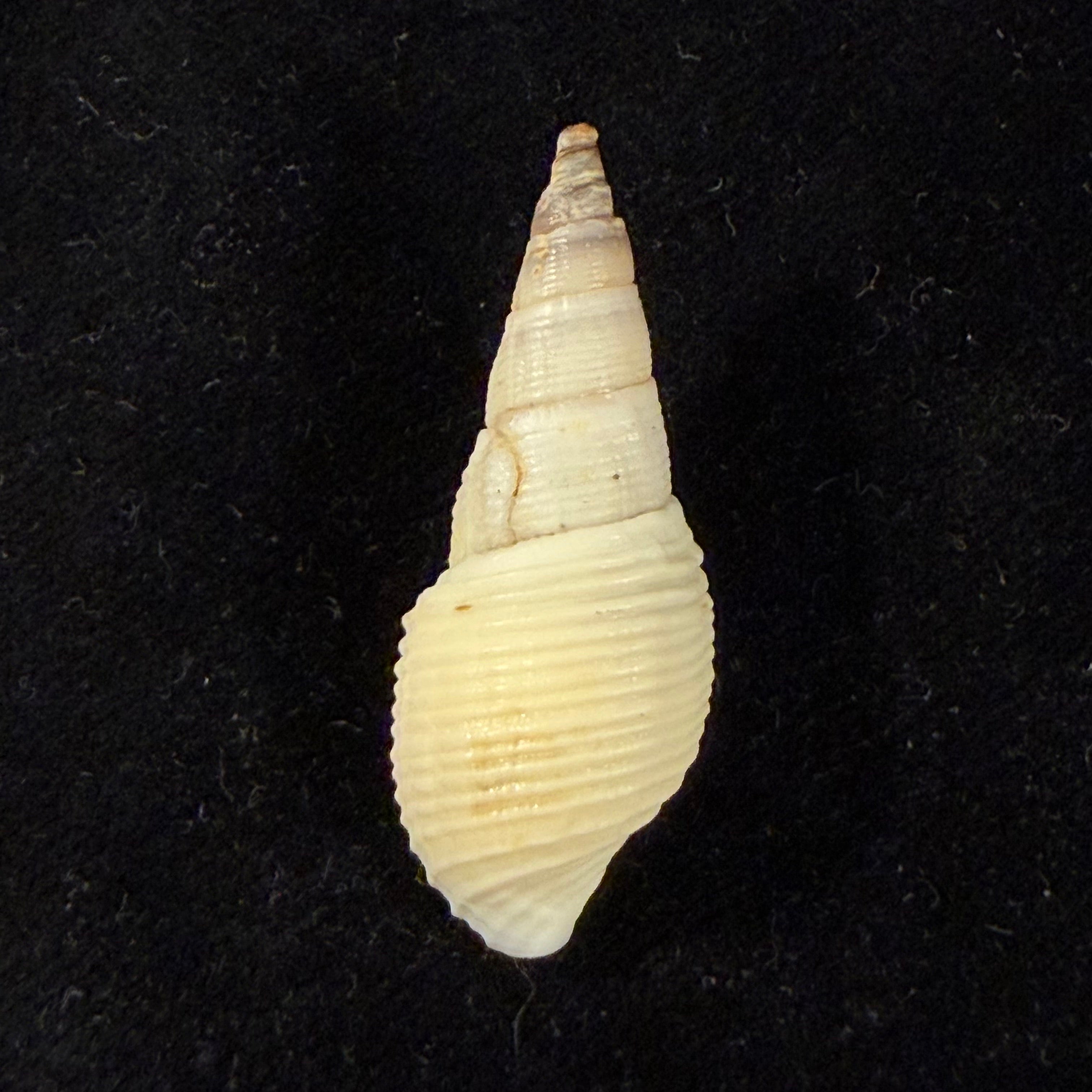 Aylacostoma brasiliense (S. Moricand, 1838) - 36,4mm